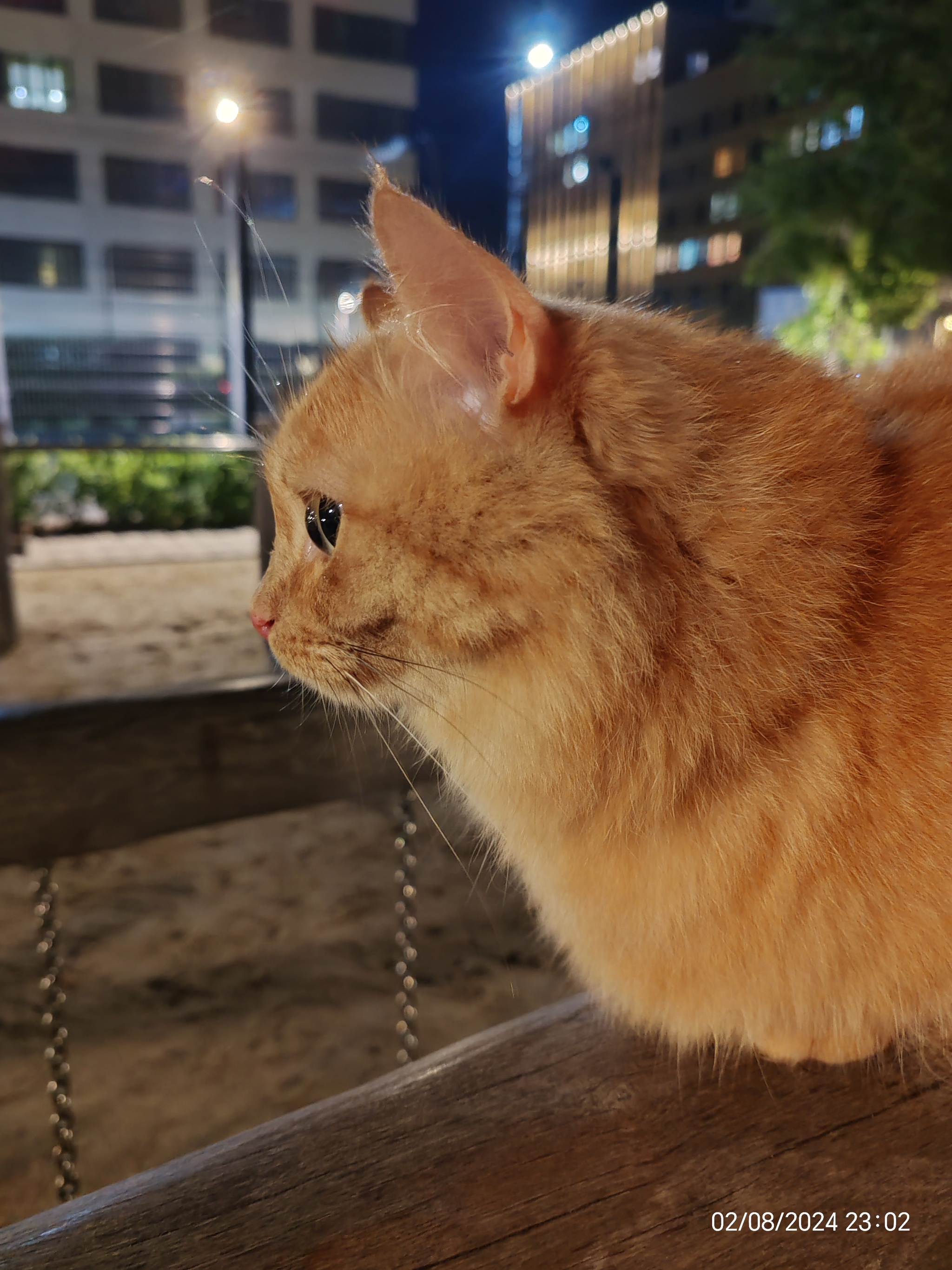 Evening promenade - My, cat, Redheads, Pet the cat, Walk, Longpost