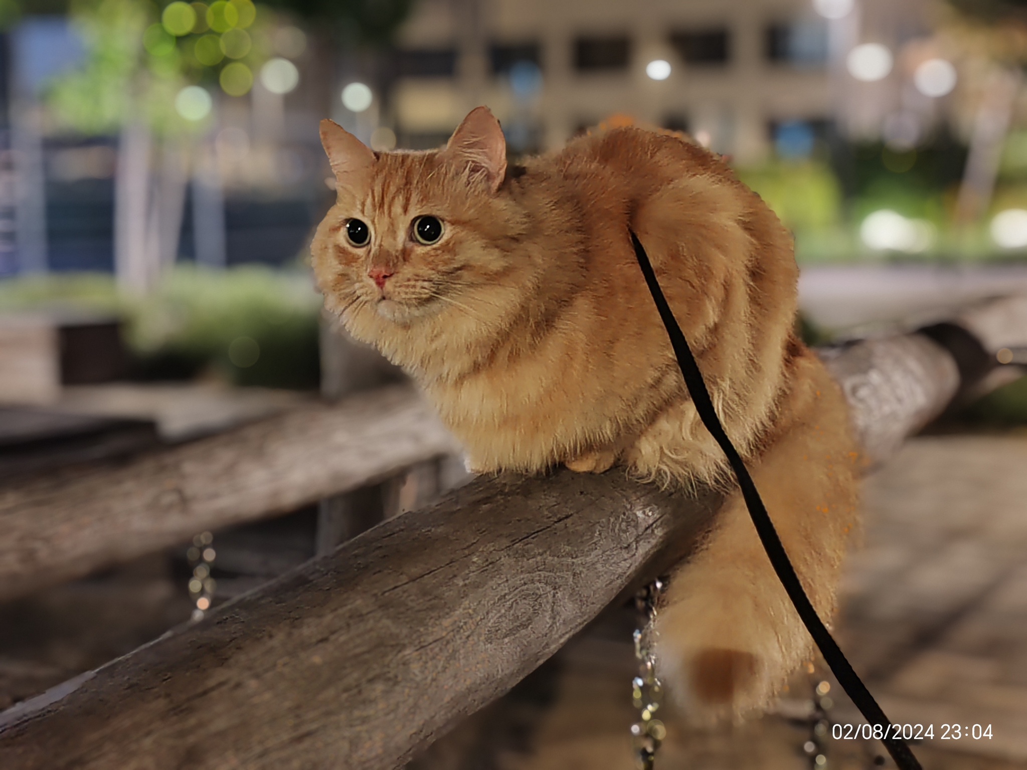 Evening promenade - My, cat, Redheads, Pet the cat, Walk, Longpost