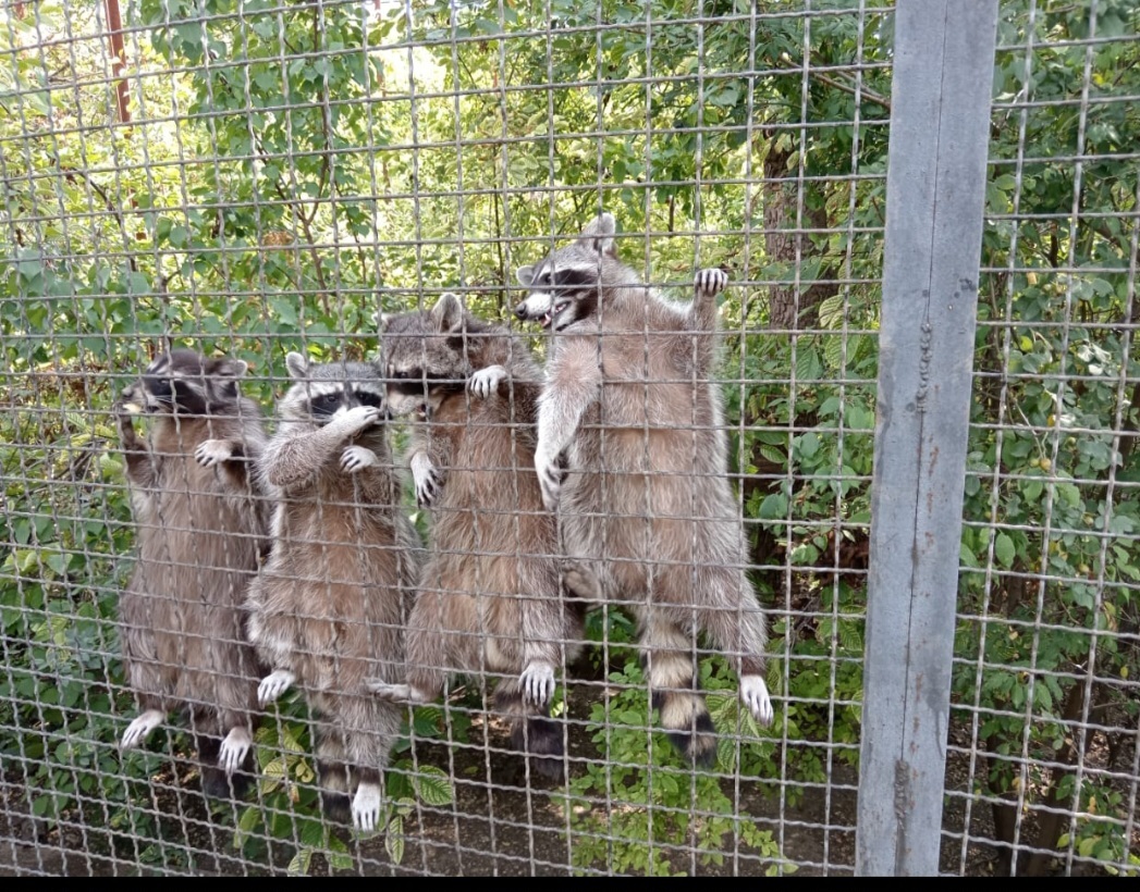 Attackers - My, Battle raccoons, Taigan Lions Park, Raccoon, The photo