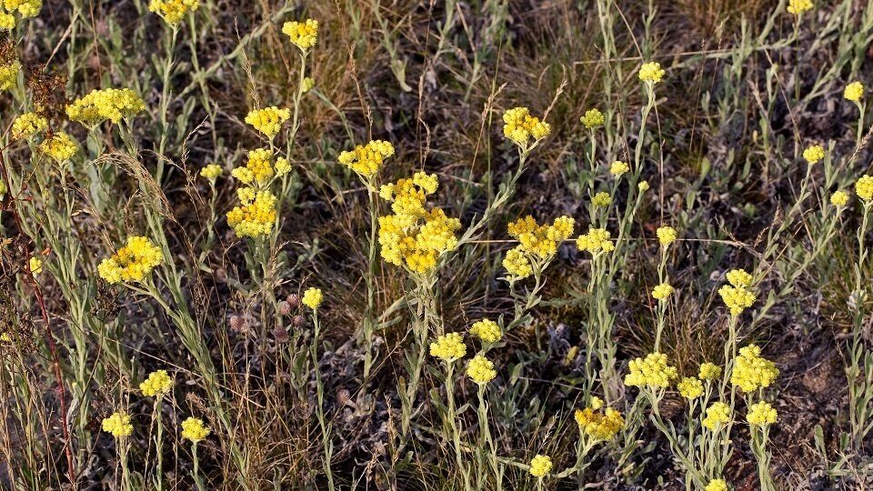 TOP of the most useful medicinal herbs that you can collect yourself. Perm Polytechnic scientist says: - My, The science, Health, Medicinal herbs, Vitamins, Longpost