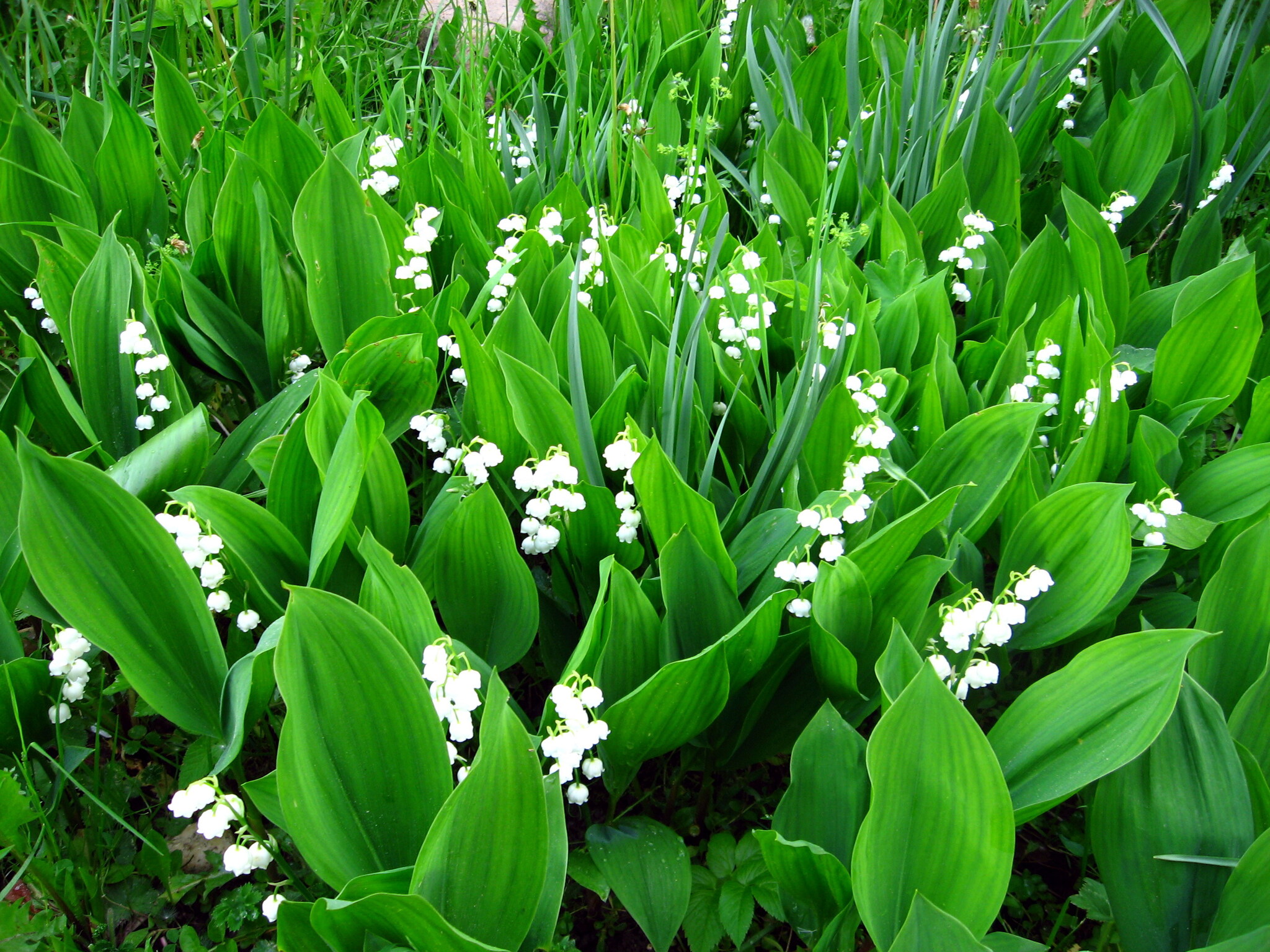 TOP of the most useful medicinal herbs that you can collect yourself. Perm Polytechnic scientist says: - My, The science, Health, Medicinal herbs, Vitamins, Longpost