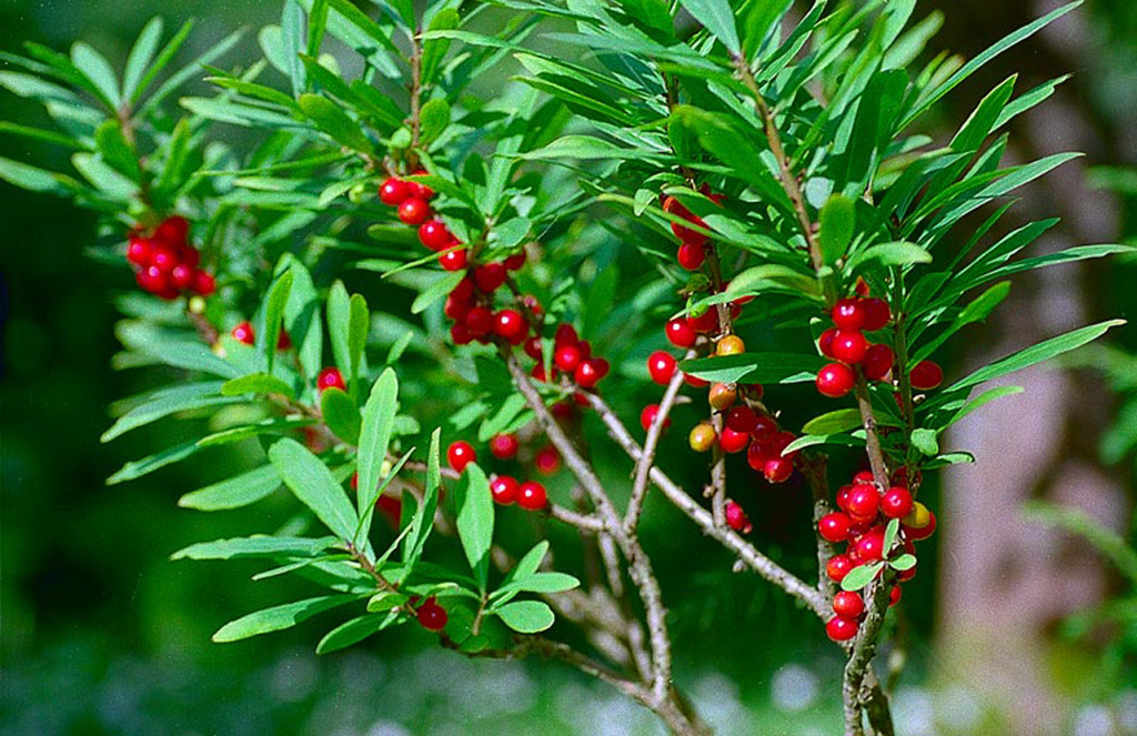 TOP of the most useful medicinal herbs that you can collect yourself. Perm Polytechnic scientist says: - My, The science, Health, Medicinal herbs, Vitamins, Longpost