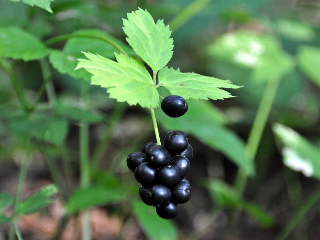 TOP of the most useful medicinal herbs that you can collect yourself. Perm Polytechnic scientist says: - My, The science, Health, Medicinal herbs, Vitamins, Longpost