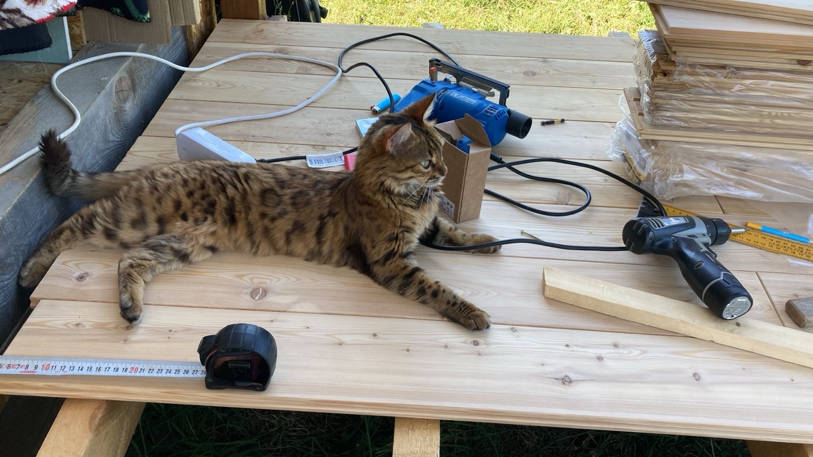 Construction supervision - My, cat, All about private construction, The photo