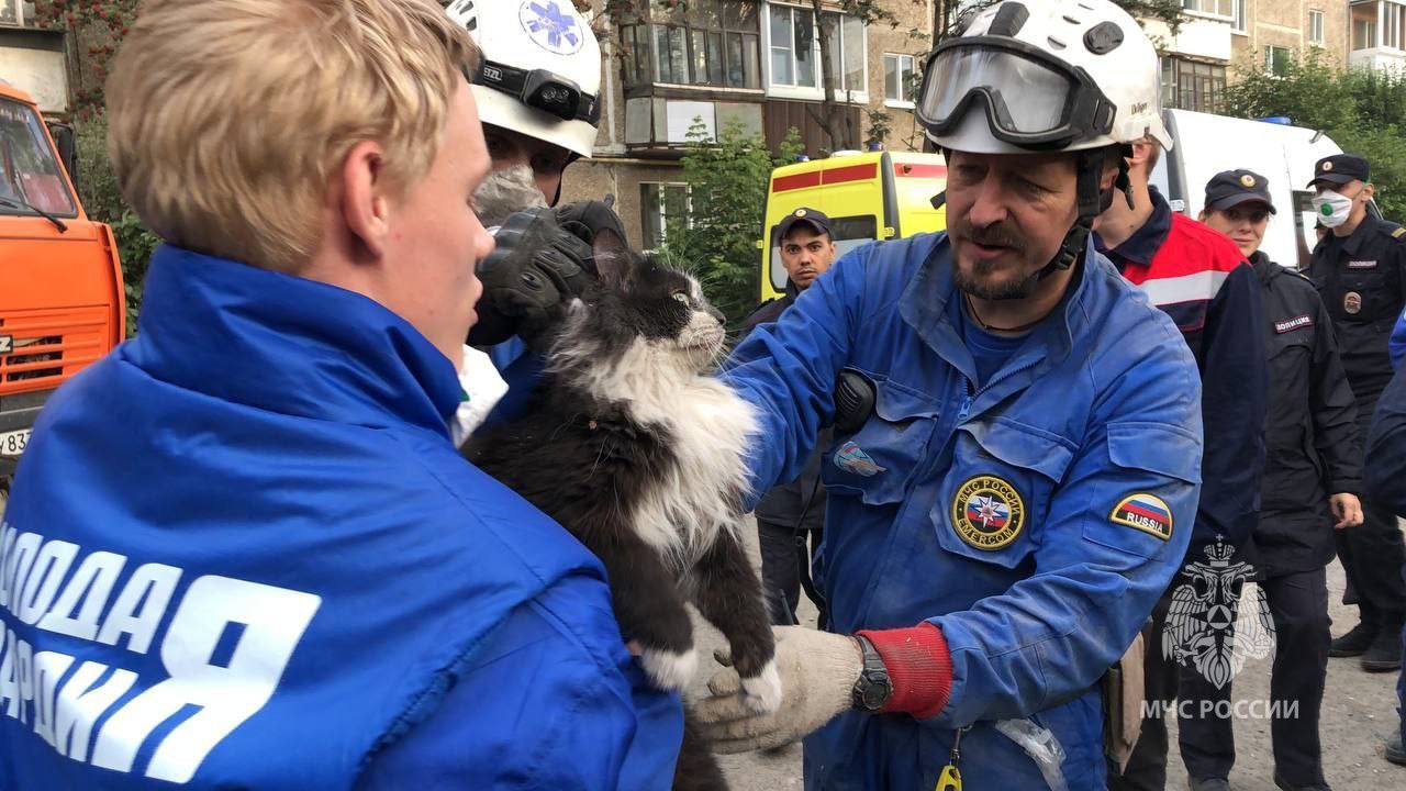 A cat was rescued from under the rubble of a residential building in Nizhny Tagil - news, Society, Russia, Nizhny Tagil, Animal Rescue, Saving life, Ministry of Emergency Situations, Telegram (link), cat, Volunteering, Video