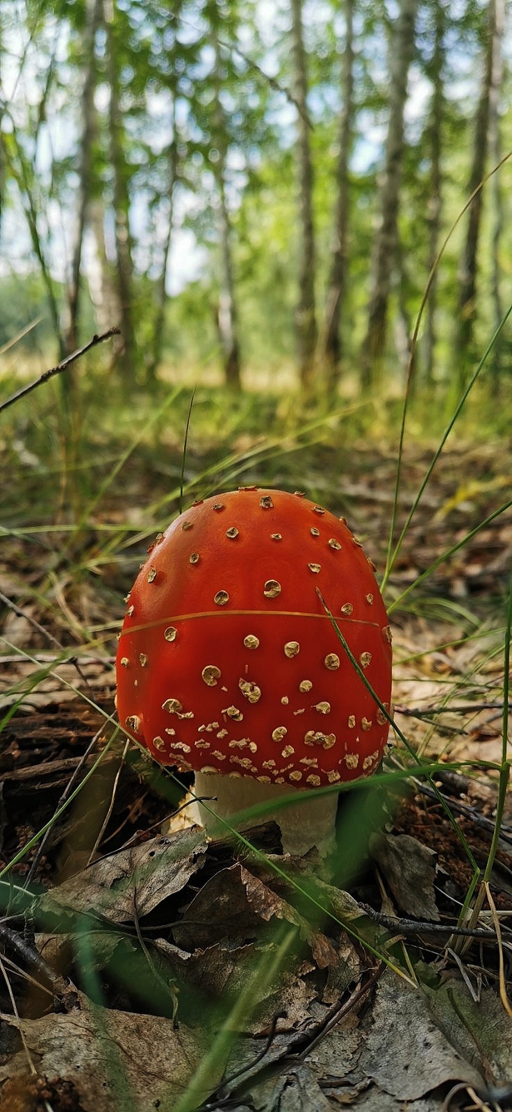 Fly agaric under filter - My, Poisonous mushrooms, Nature, Photo Filters, Longpost