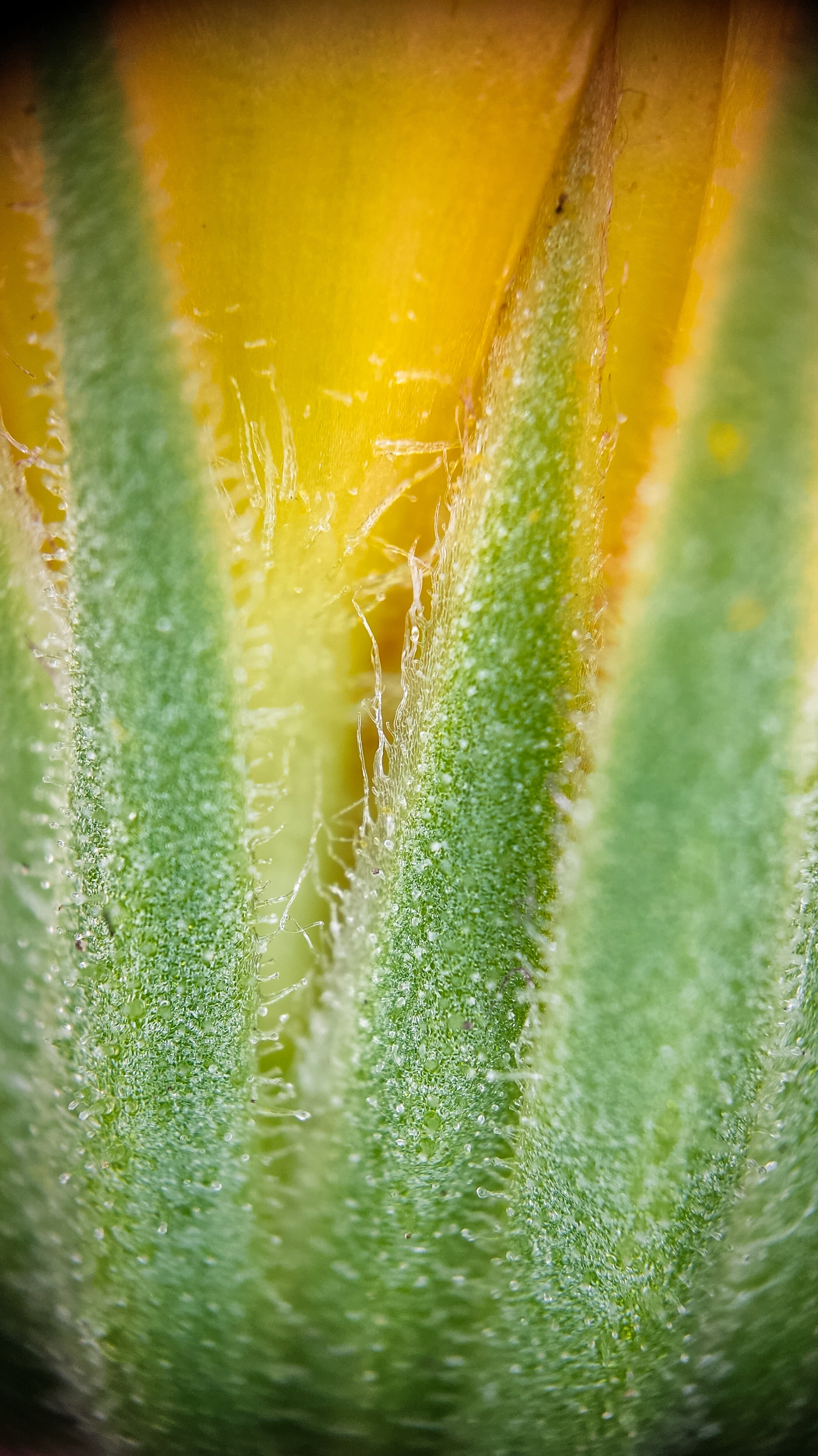 Photo project Let's take a closer look post No. 60. Calendula - My, Bloom, Macro photography, Nature, Garden, Gardening, Plants, Microfilming, Longpost