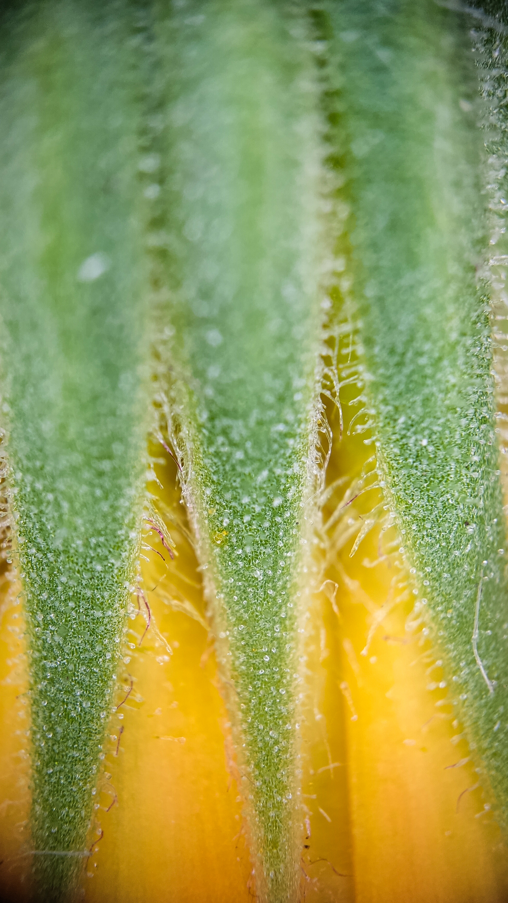 Photo project Let's take a closer look post No. 60. Calendula - My, Bloom, Macro photography, Nature, Garden, Gardening, Plants, Microfilming, Longpost