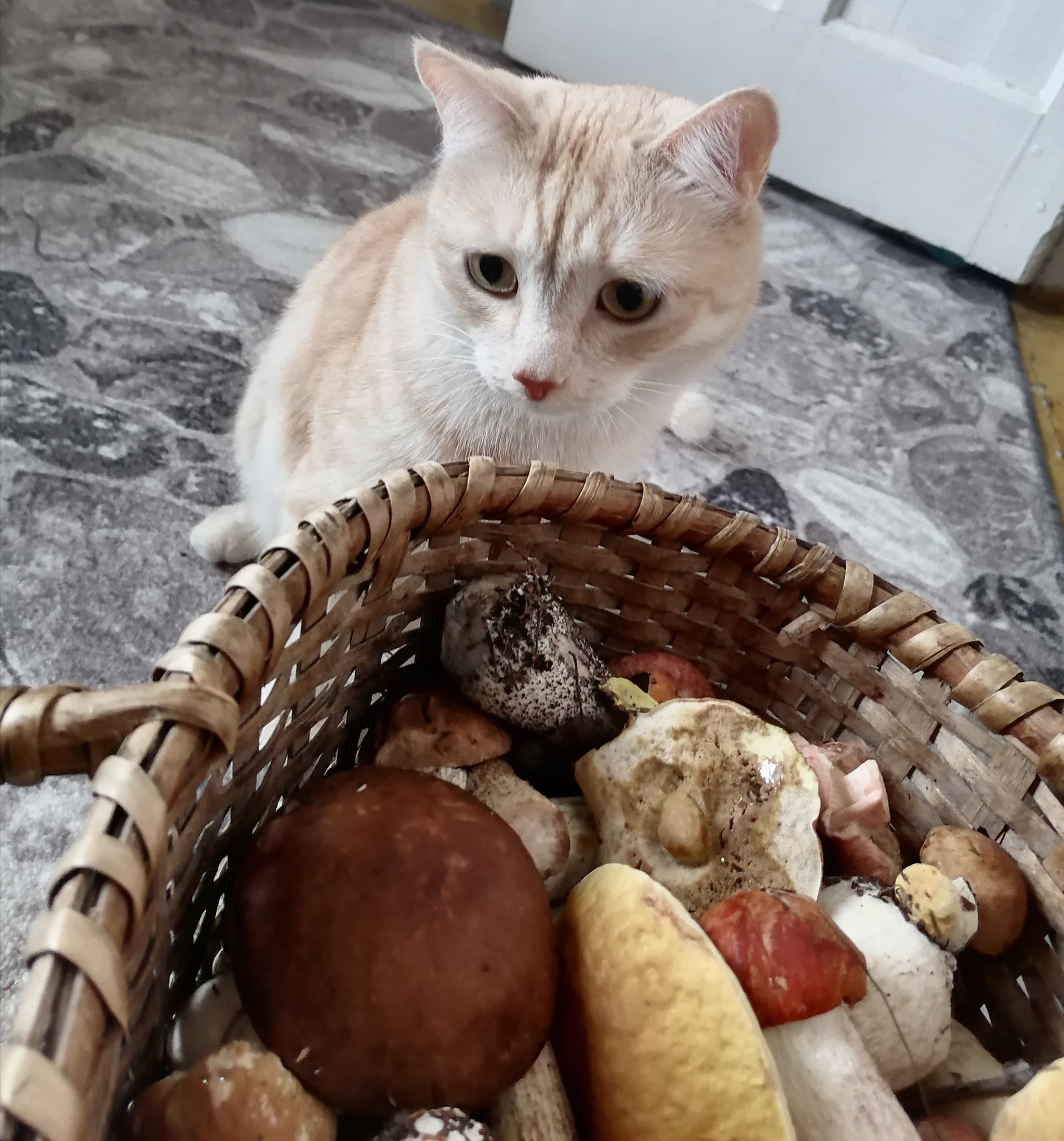 Chief mushroom picker - My, cat, Pets, Fluffy, Cat lovers, Redheads, Mushrooms, Porcini, Pet the cat, Redhead, Longpost, The photo