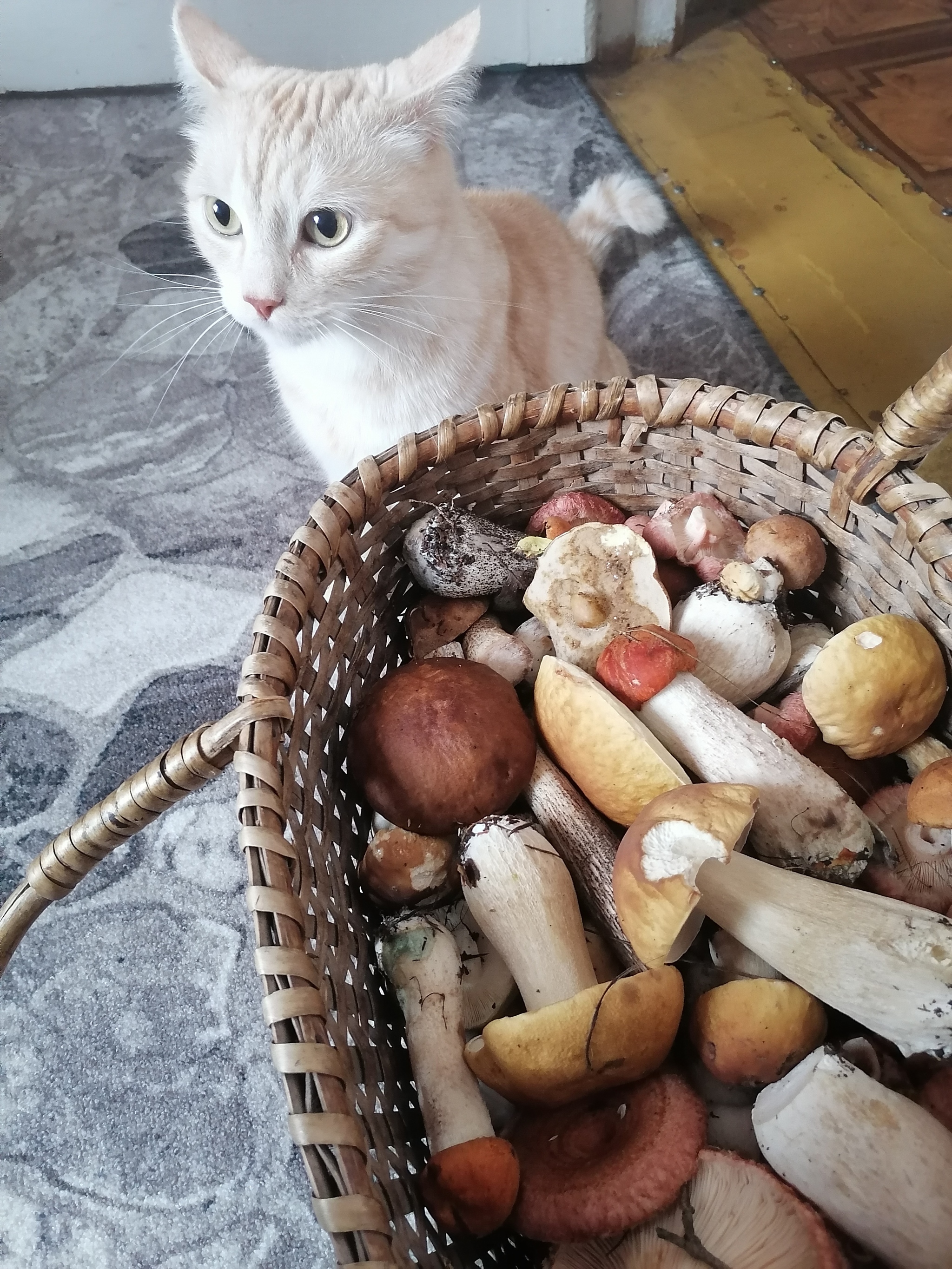 Chief mushroom picker - My, cat, Pets, Fluffy, Cat lovers, Redheads, Mushrooms, Porcini, Pet the cat, Redhead, Longpost, The photo