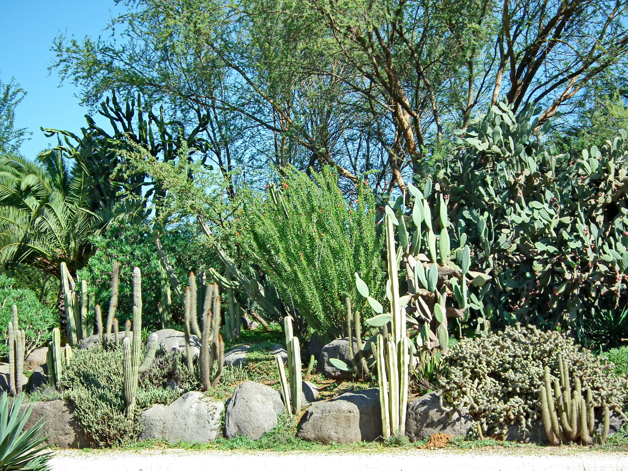 Continuation of the post “Yarkon Park. Tropical Garden - My, Tourism, Travels, The photo, Plants, Garden, The park, Israel, Tel Aviv, Longpost, Reply to post