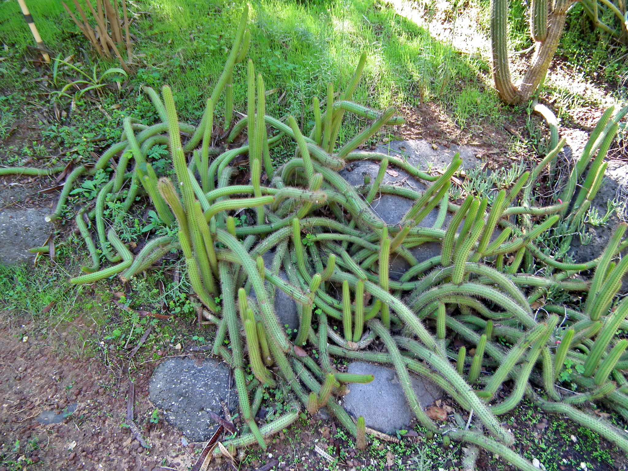 Continuation of the post “Yarkon Park. Tropical Garden - My, Tourism, Travels, The photo, Plants, Garden, The park, Israel, Tel Aviv, Longpost, Reply to post