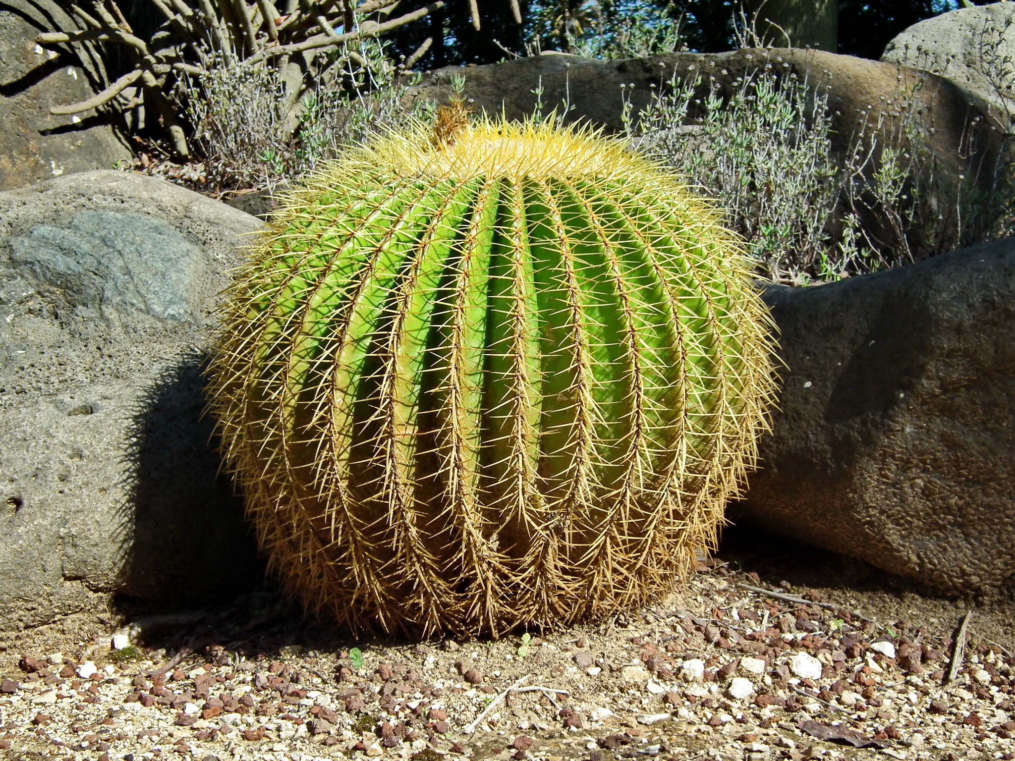 Continuation of the post “Yarkon Park. Tropical Garden - My, Tourism, Travels, The photo, Plants, Garden, The park, Israel, Tel Aviv, Longpost, Reply to post