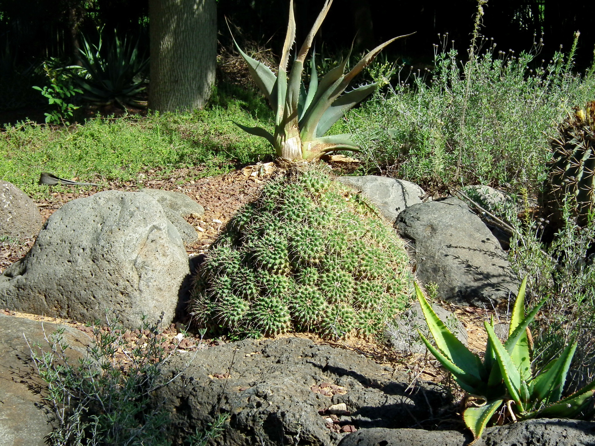 Continuation of the post “Yarkon Park. Tropical Garden - My, Tourism, Travels, The photo, Plants, Garden, The park, Israel, Tel Aviv, Longpost, Reply to post