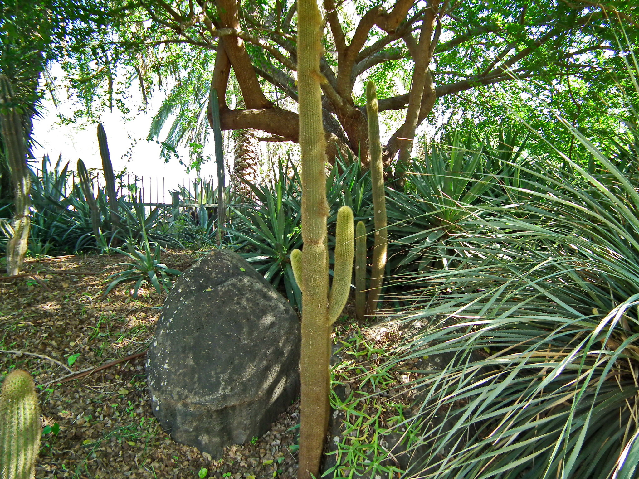 Continuation of the post “Yarkon Park. Tropical Garden - My, Tourism, Travels, The photo, Plants, Garden, The park, Israel, Tel Aviv, Longpost, Reply to post