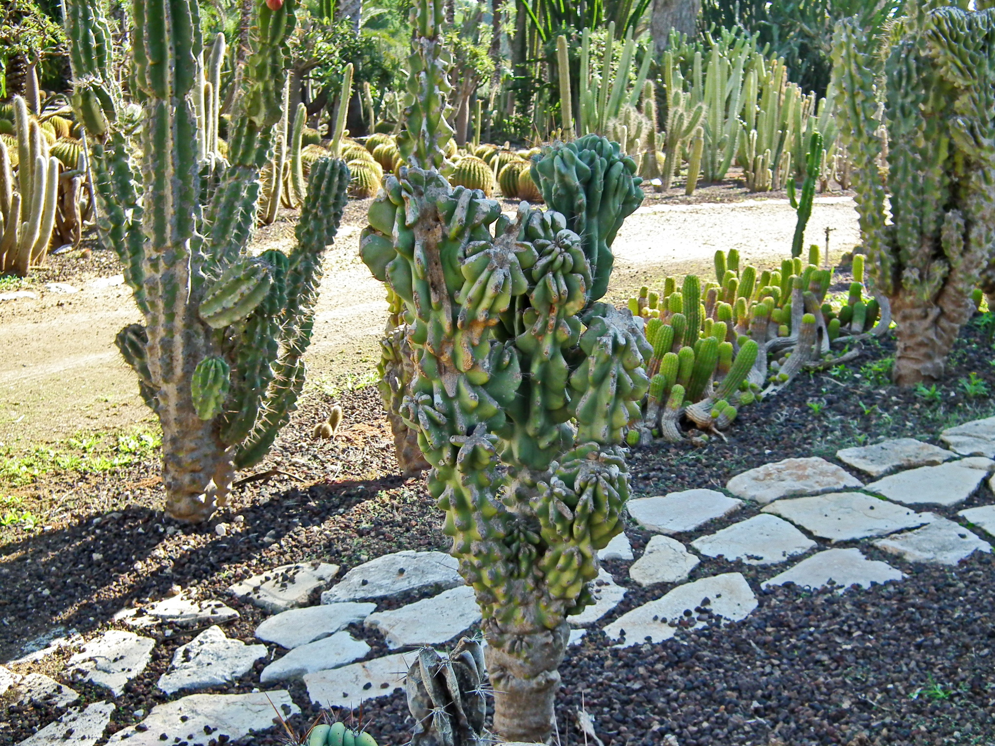 Continuation of the post “Yarkon Park. Tropical Garden - My, Tourism, Travels, The photo, Plants, Garden, The park, Israel, Tel Aviv, Longpost, Reply to post