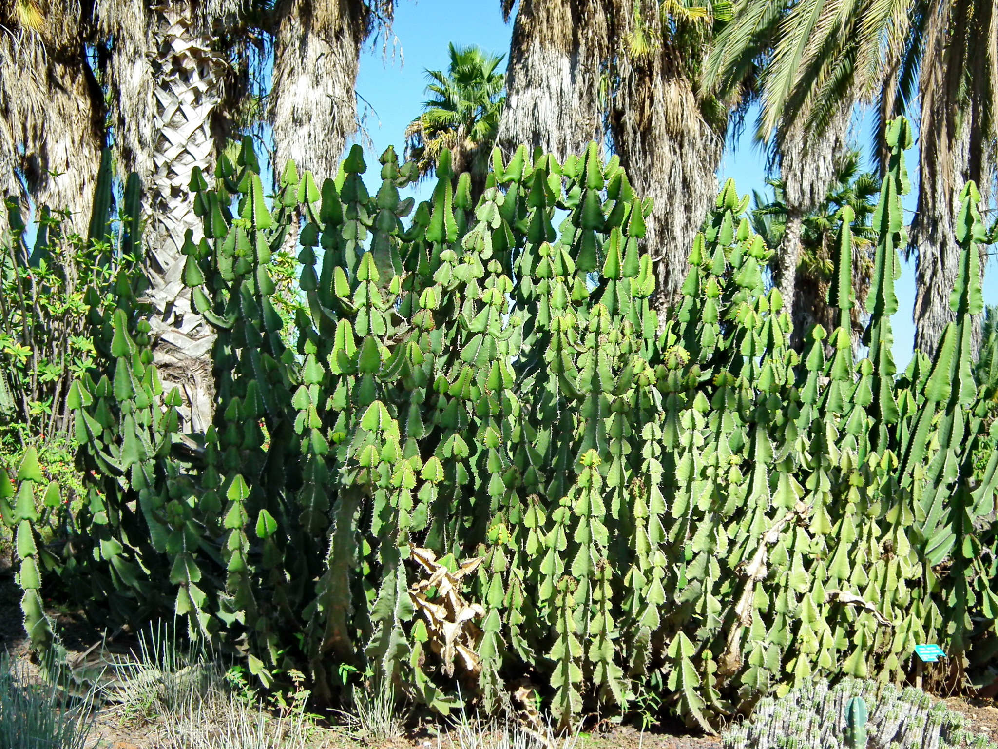 Continuation of the post “Yarkon Park. Tropical Garden - My, Tourism, Travels, The photo, Plants, Garden, The park, Israel, Tel Aviv, Longpost, Reply to post