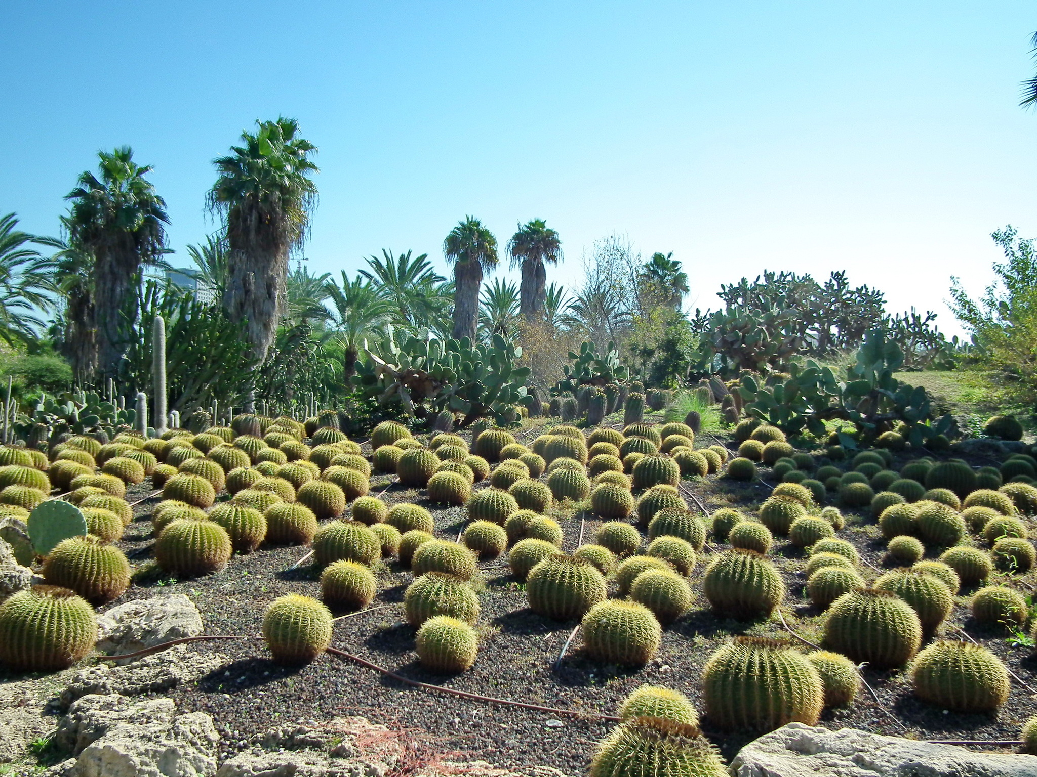 Continuation of the post “Yarkon Park. Tropical Garden - My, Tourism, Travels, The photo, Plants, Garden, The park, Israel, Tel Aviv, Longpost, Reply to post