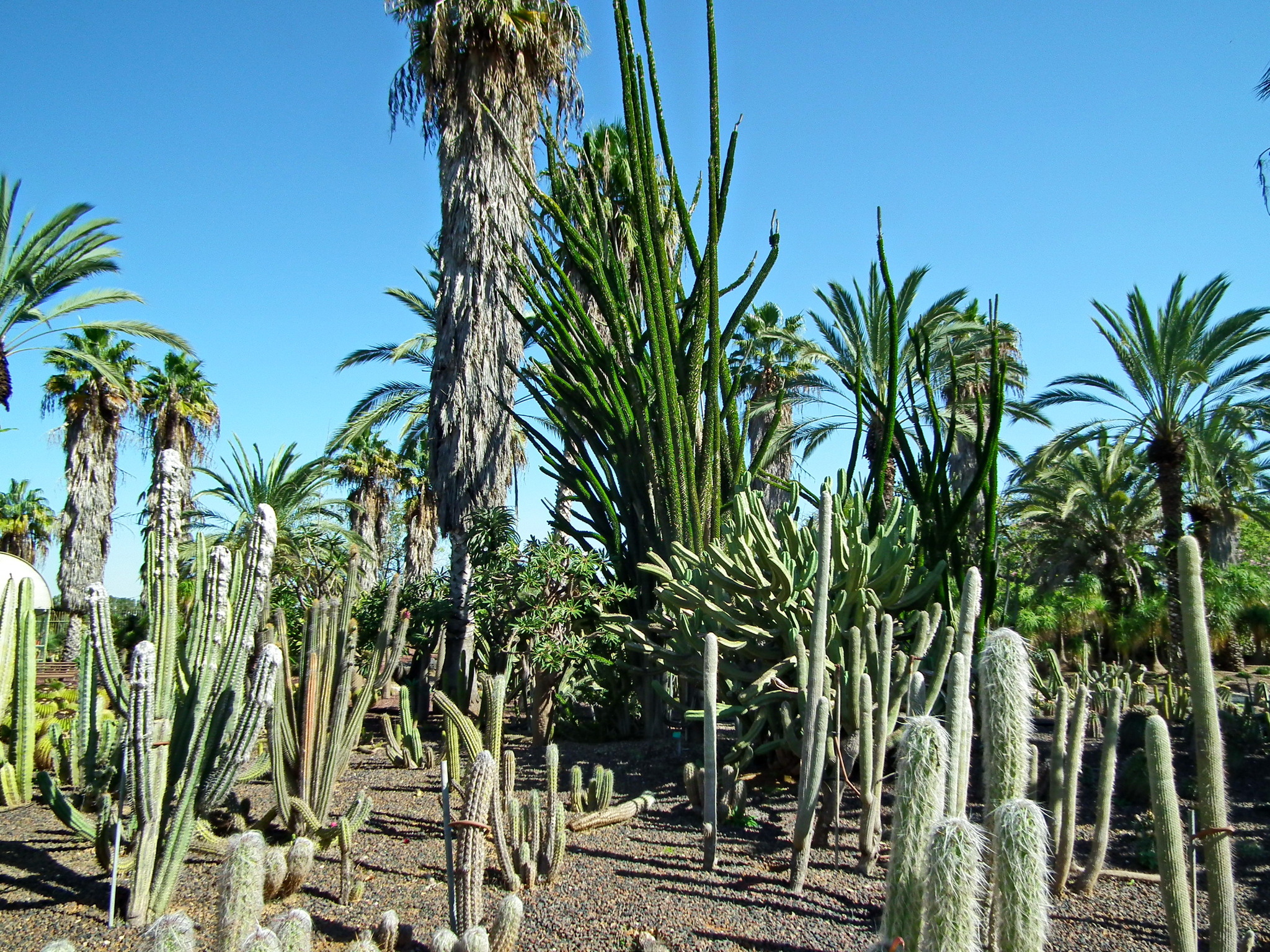 Continuation of the post “Yarkon Park. Tropical Garden - My, Tourism, Travels, The photo, Plants, Garden, The park, Israel, Tel Aviv, Longpost, Reply to post