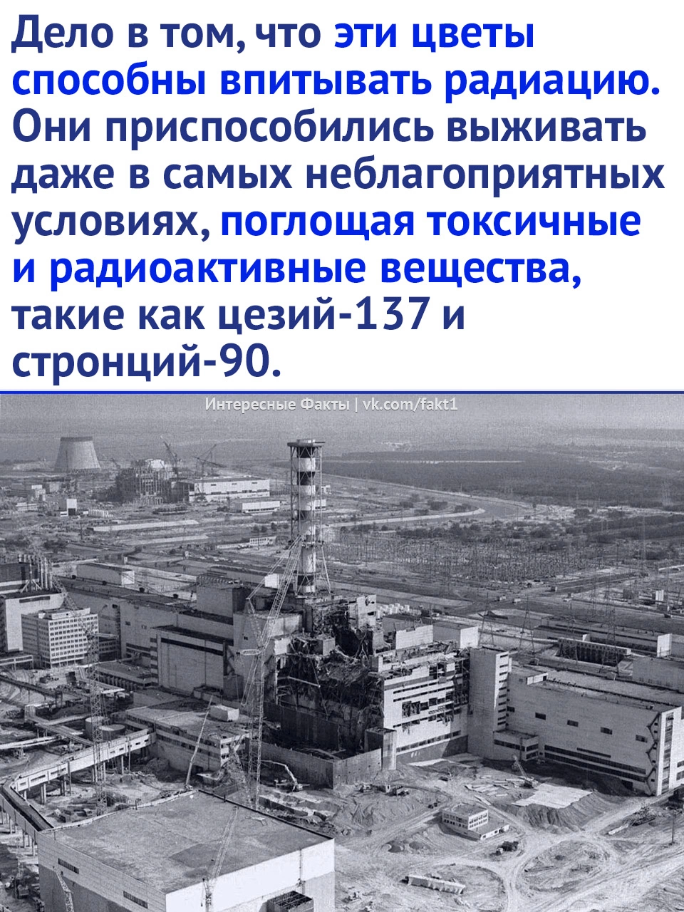 Почему в зонах ядерных катостроф сажают подсолнухи? - Подсолнух, Растения, Радиация, Картинка с текстом, Длиннопост