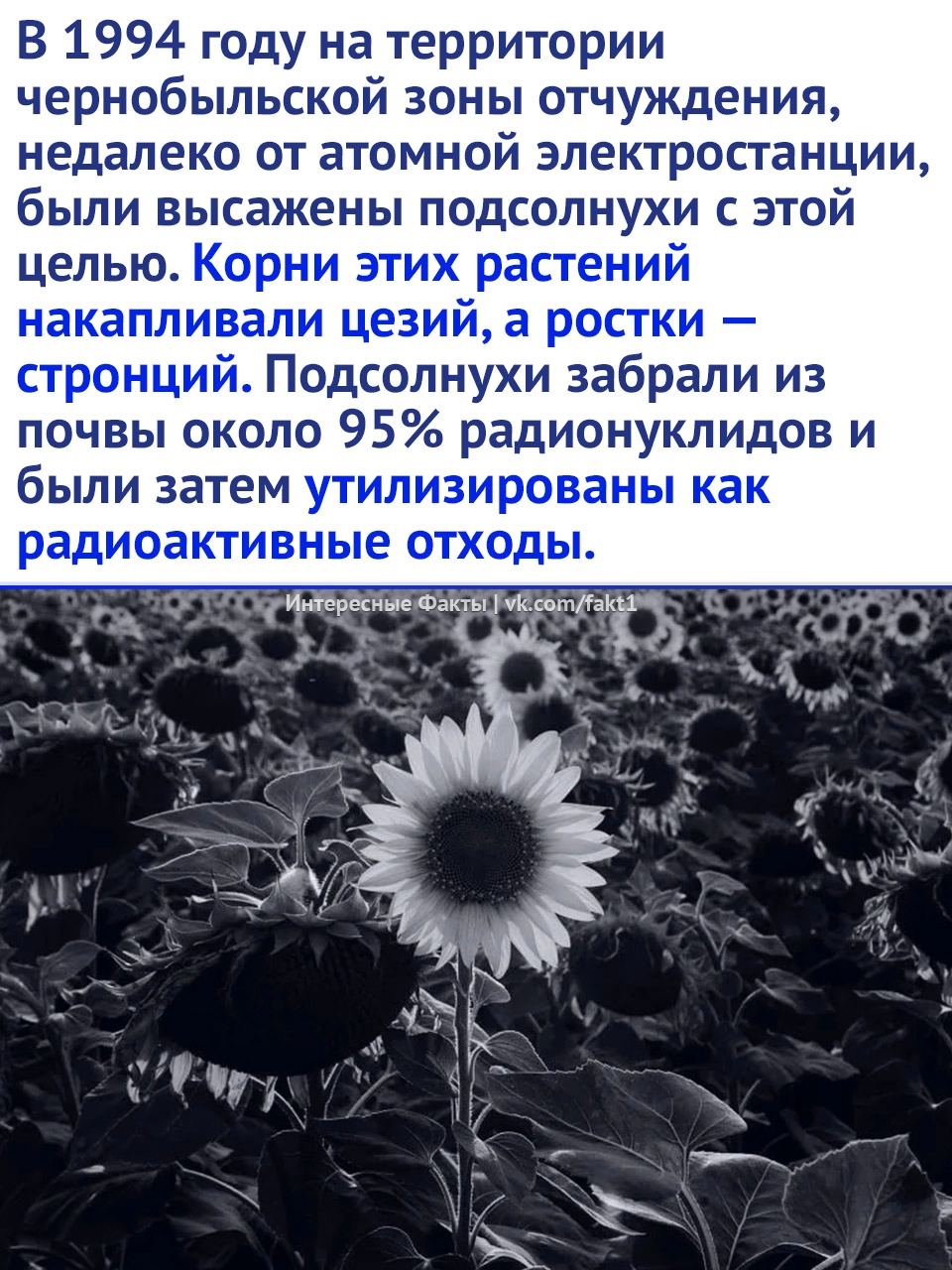 Почему в зонах ядерных катостроф сажают подсолнухи? - Подсолнух, Растения, Радиация, Картинка с текстом, Длиннопост