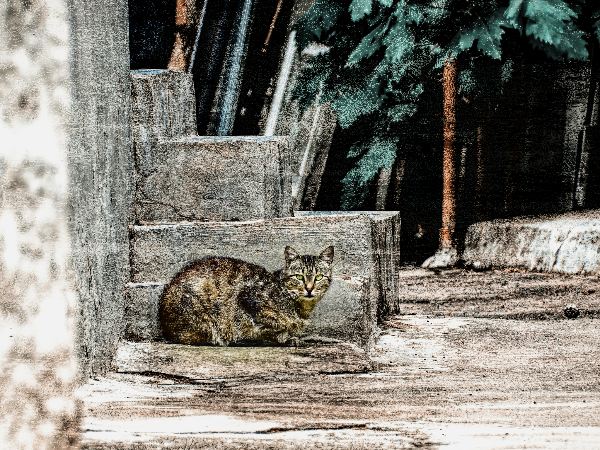 Ступеньки - Моё, Фотография, Canon, Уличная фотография, Прогулка по городу, Кот, Евпатория, Крым, Фотоманипуляции, Начинающий фотограф