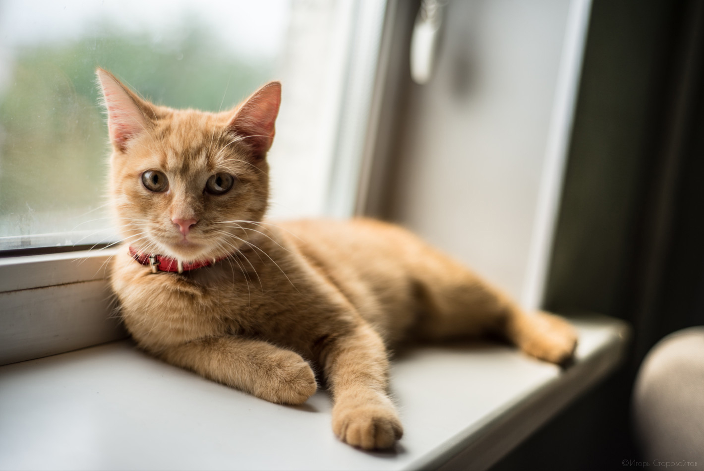 Queen) - My, Nikon, cat, The photo, Fluffy, Pets, Bobruisk, Sight, Muzzle, 50mm