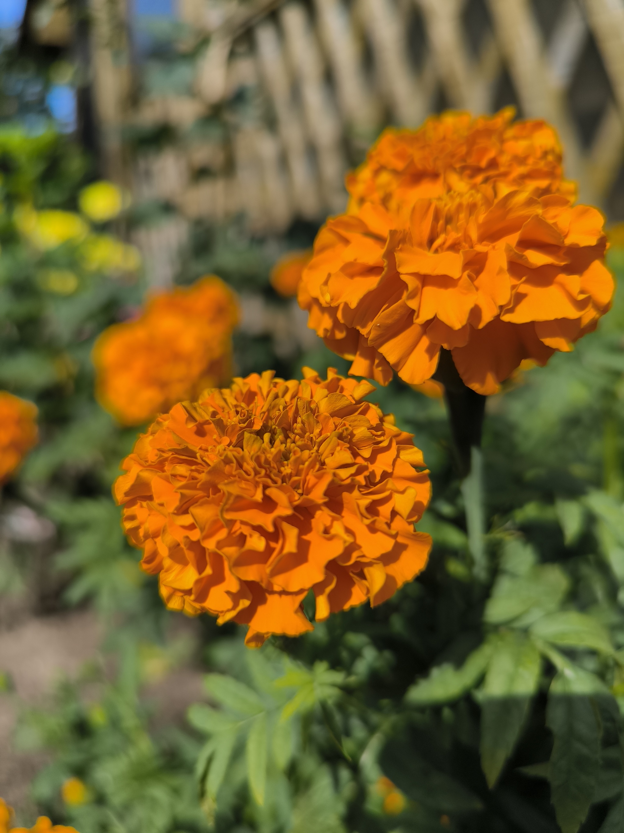 At the end of summer - My, Summer, August, Flowers, Bloom, Dacha, Longpost