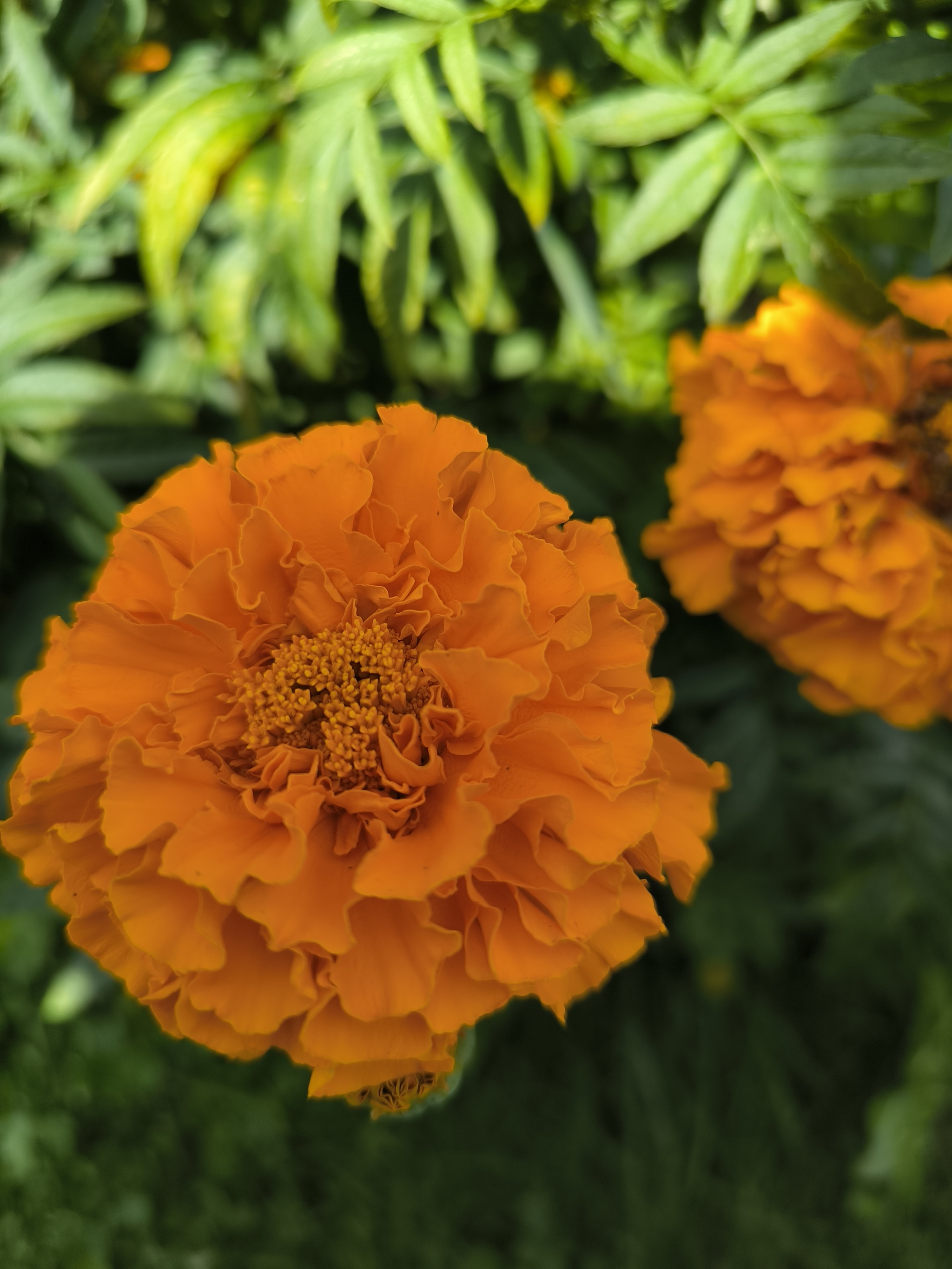 At the end of summer - My, Summer, August, Flowers, Bloom, Dacha, Longpost