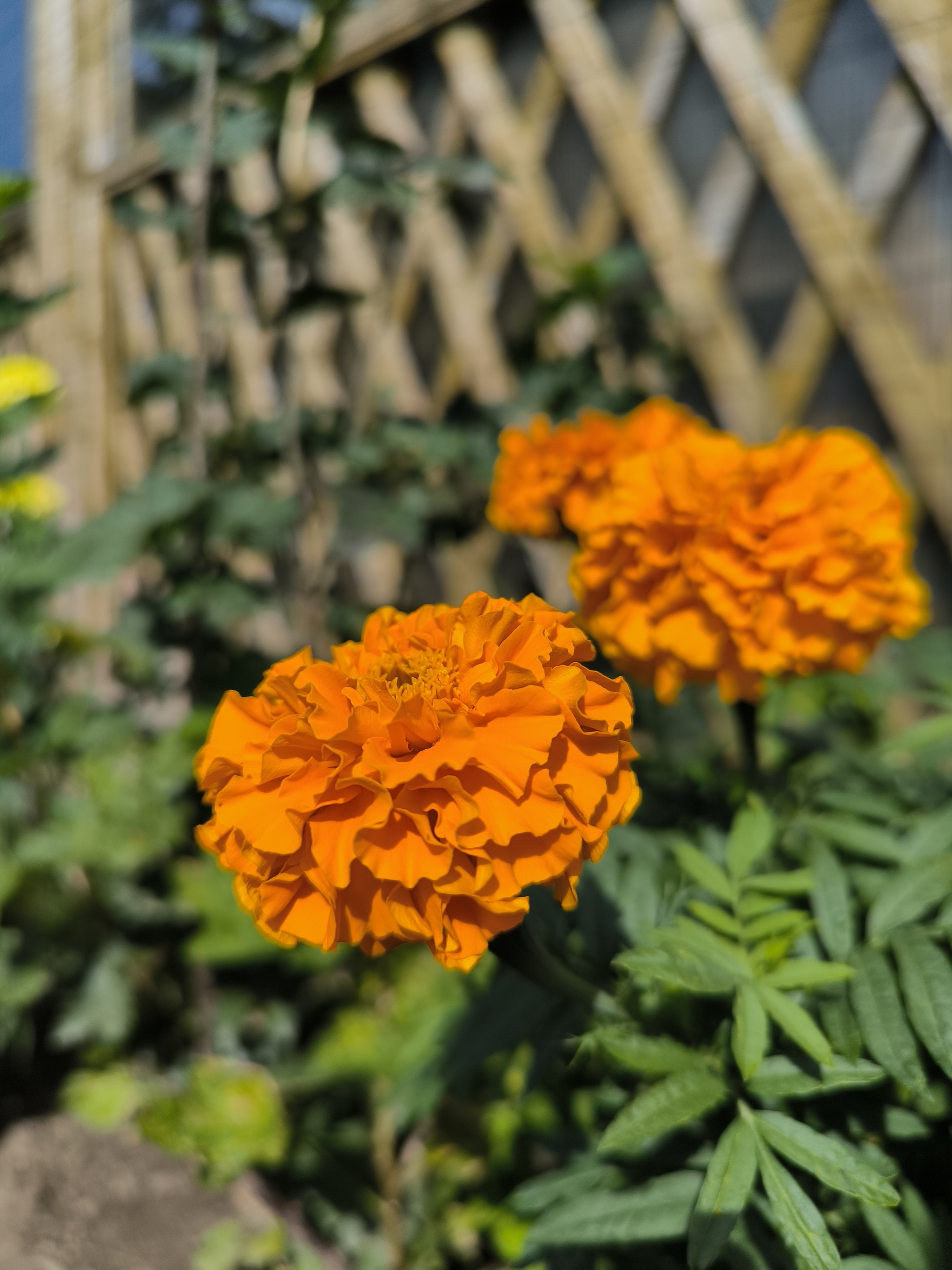 At the end of summer - My, Summer, August, Flowers, Bloom, Dacha, Longpost