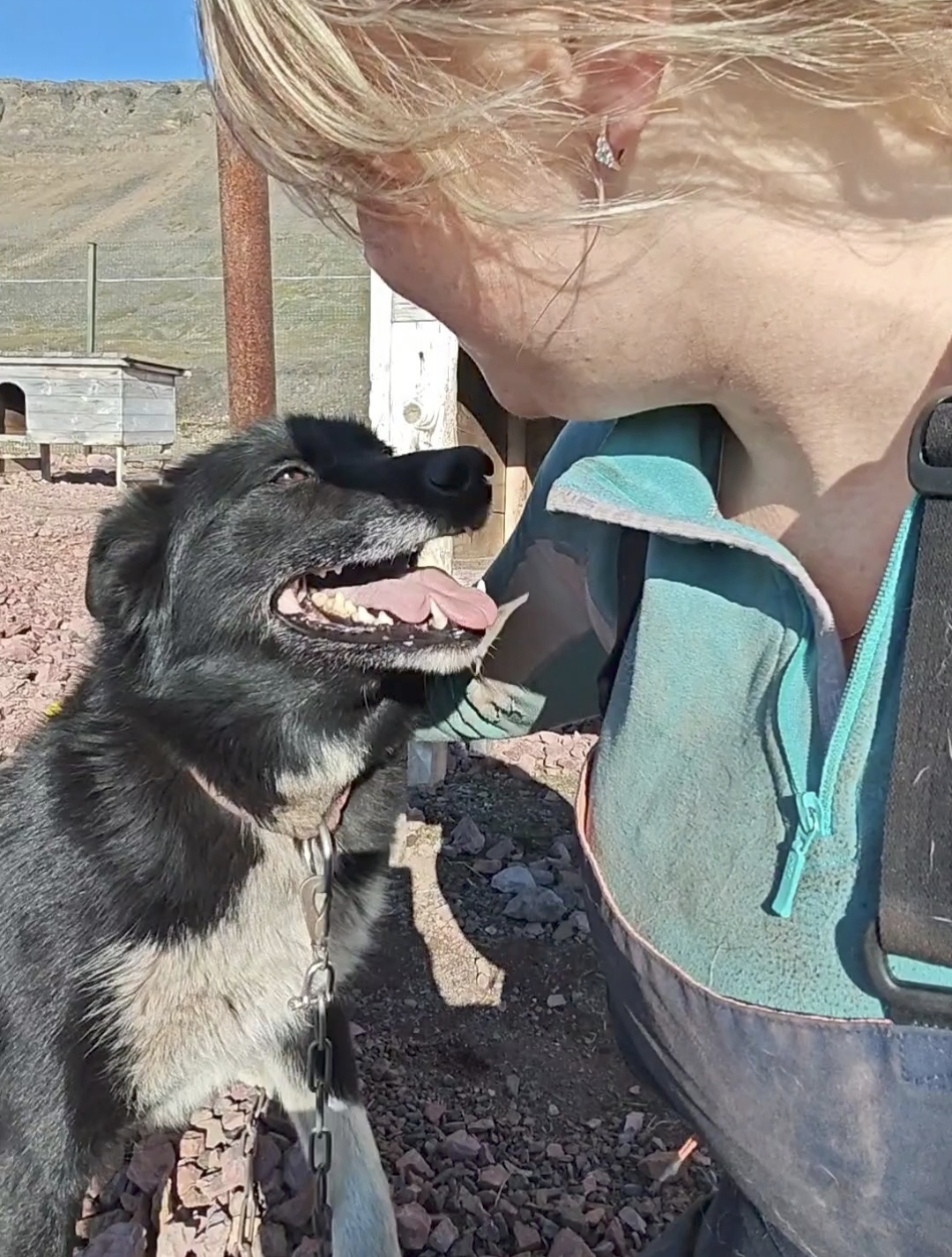 If you are not greeted like this when you come back from vacation, then I don’t know why you go to work))) - My, Dog, Spitsbergen, Longpost, The photo