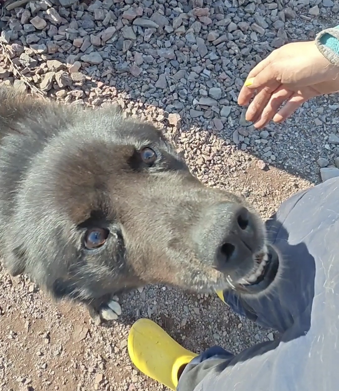 If you are not greeted like this when you come back from vacation, then I don’t know why you go to work))) - My, Dog, Spitsbergen, Longpost, The photo