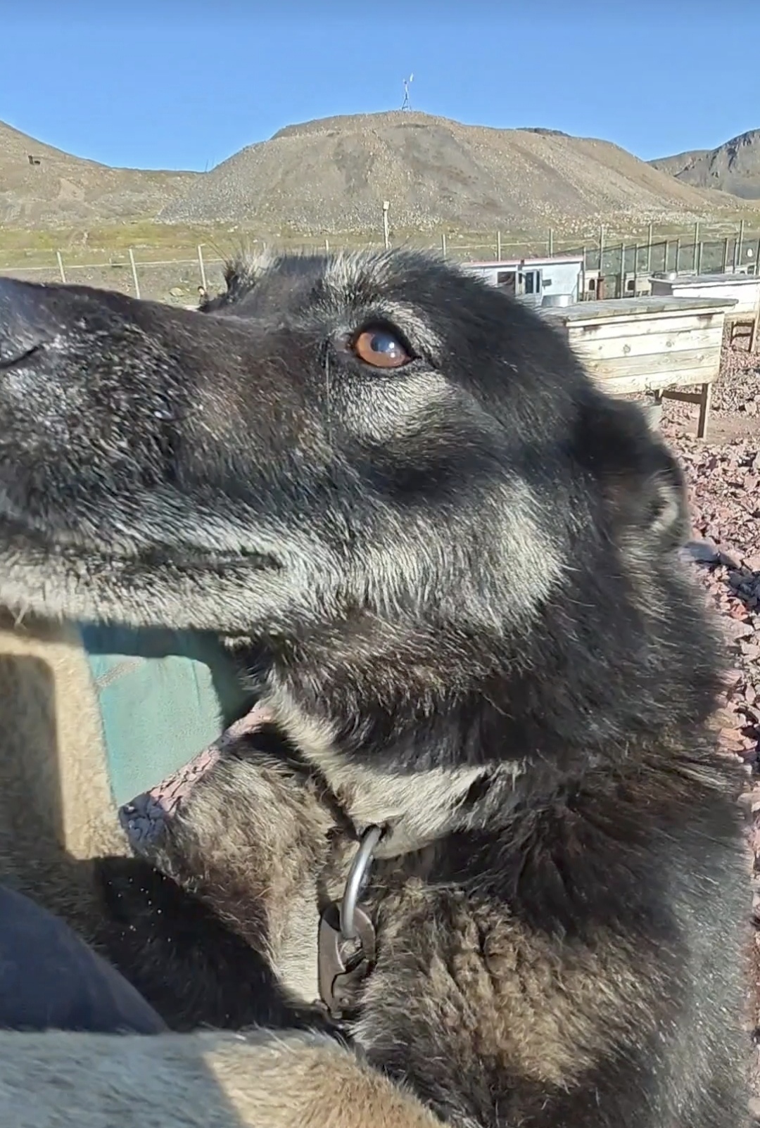 If you are not greeted like this when you come back from vacation, then I don’t know why you go to work))) - My, Dog, Spitsbergen, Longpost, The photo