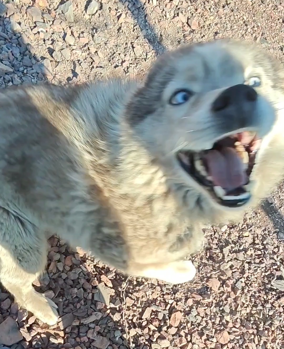 If you are not greeted like this when you come back from vacation, then I don’t know why you go to work))) - My, Dog, Spitsbergen, Longpost, The photo