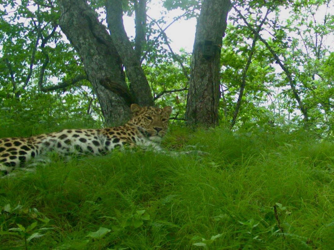 We are all a little Valera sometimes - Far Eastern leopard, Valera, National park, Land of the Leopard, wildlife, Phototrap, We are all like that, Big cats, Leopard, Predatory animals, Primorsky Krai, Cat family, Wild animals, The photo, Telegram (link), Longpost