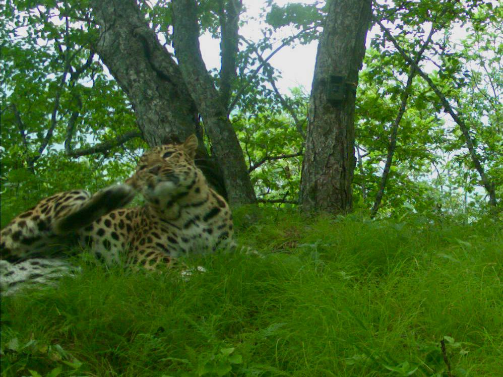 We are all a little Valera sometimes - Far Eastern leopard, Valera, National park, Land of the Leopard, wildlife, Phototrap, We are all like that, Big cats, Leopard, Predatory animals, Primorsky Krai, Cat family, Wild animals, The photo, Telegram (link), Longpost