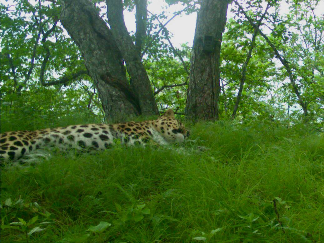 We are all a little Valera sometimes - Far Eastern leopard, Valera, National park, Land of the Leopard, wildlife, Phototrap, We are all like that, Big cats, Leopard, Predatory animals, Primorsky Krai, Cat family, Wild animals, The photo, Telegram (link), Longpost