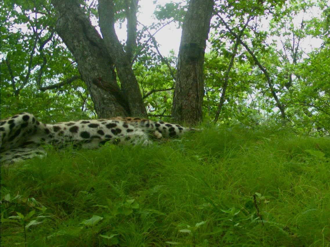 We are all a little Valera sometimes - Far Eastern leopard, Valera, National park, Land of the Leopard, wildlife, Phototrap, We are all like that, Big cats, Leopard, Predatory animals, Primorsky Krai, Cat family, Wild animals, The photo, Telegram (link), Longpost