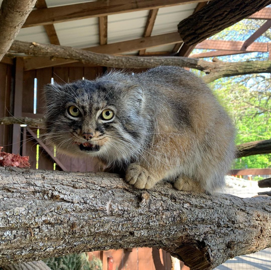 Visiting Tate - Wild animals, Cat family, Small cats, Predatory animals, Pallas' cat, Aviary, Zoo, The photo, Longpost