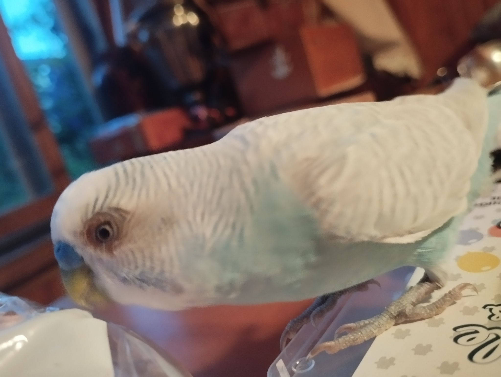 Help(! - My, Question, Help, A parrot, Budgies, Veterinary, Vet, Longpost