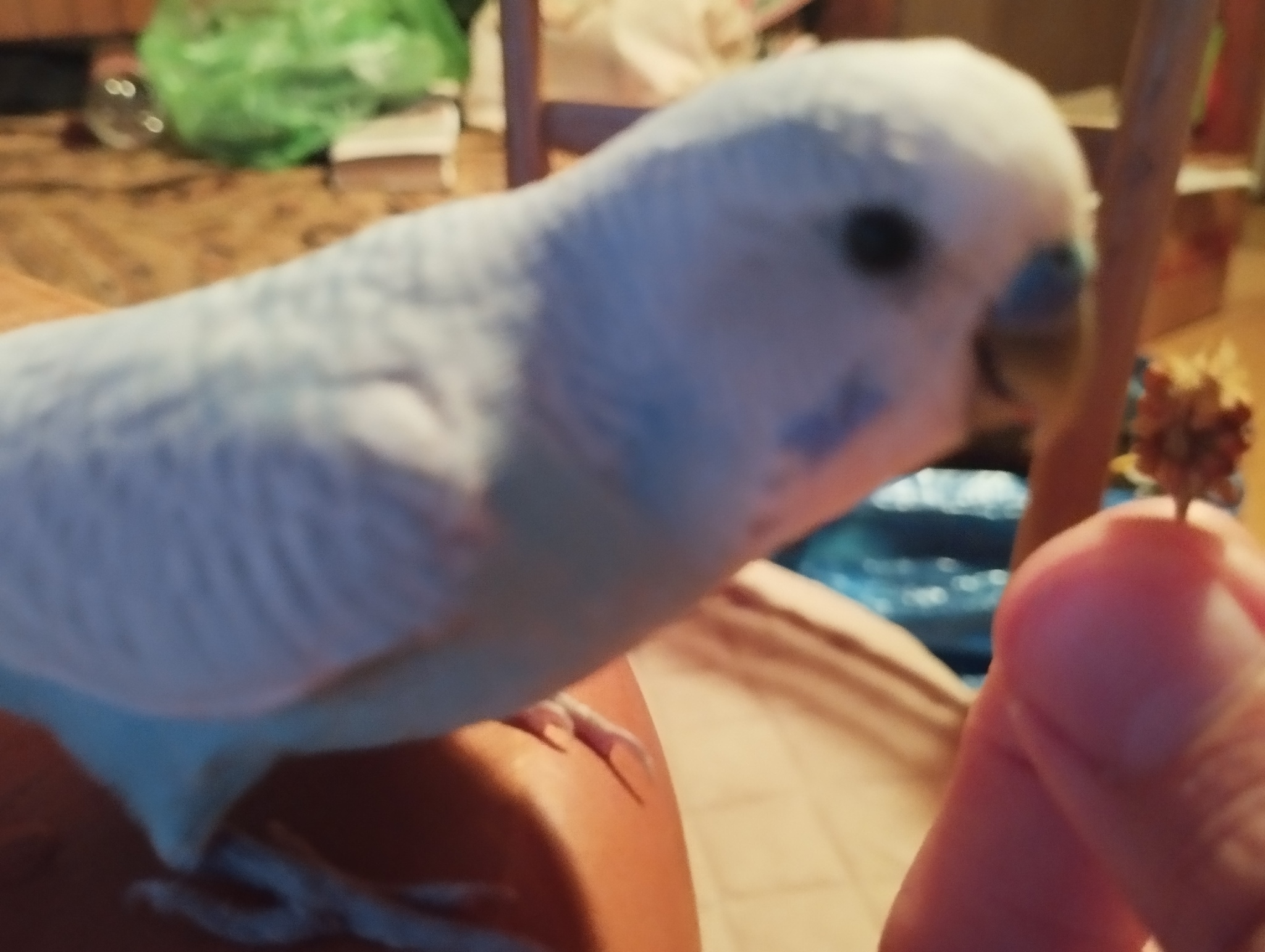 Help(! - My, Question, Help, A parrot, Budgies, Veterinary, Vet, Longpost