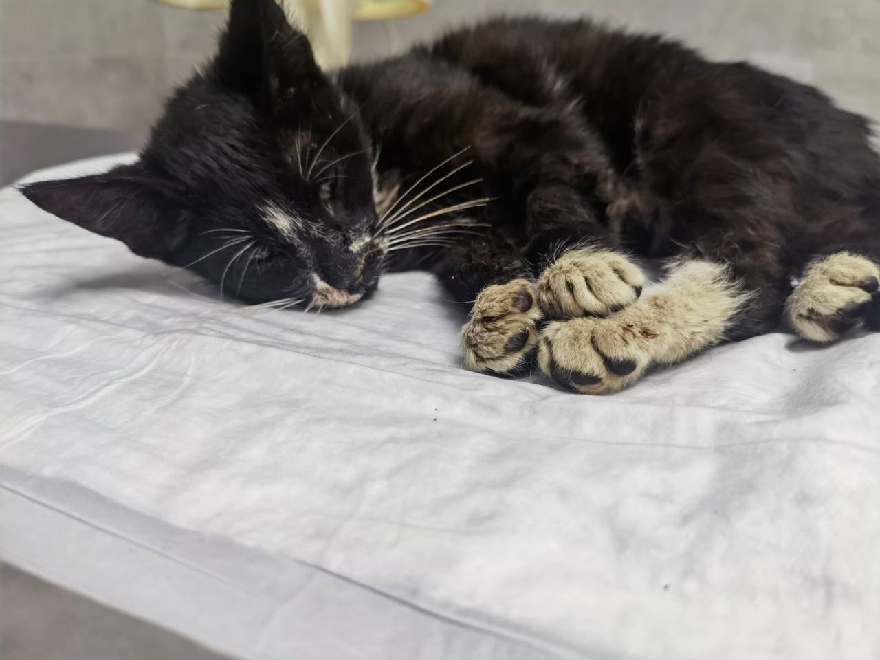 A kitten beaten by a flayer urgently needs foster care or a home! - Cat lovers, In good hands, Kittens, Fluffy, Veterinary, Animal Rescue, Homeless animals, cat, Pet the cat, Moscow, Volunteering, Overexposure, Shelter, Lost, Kindness, Longpost, Charity, Care, The rescue, Pets, No rating