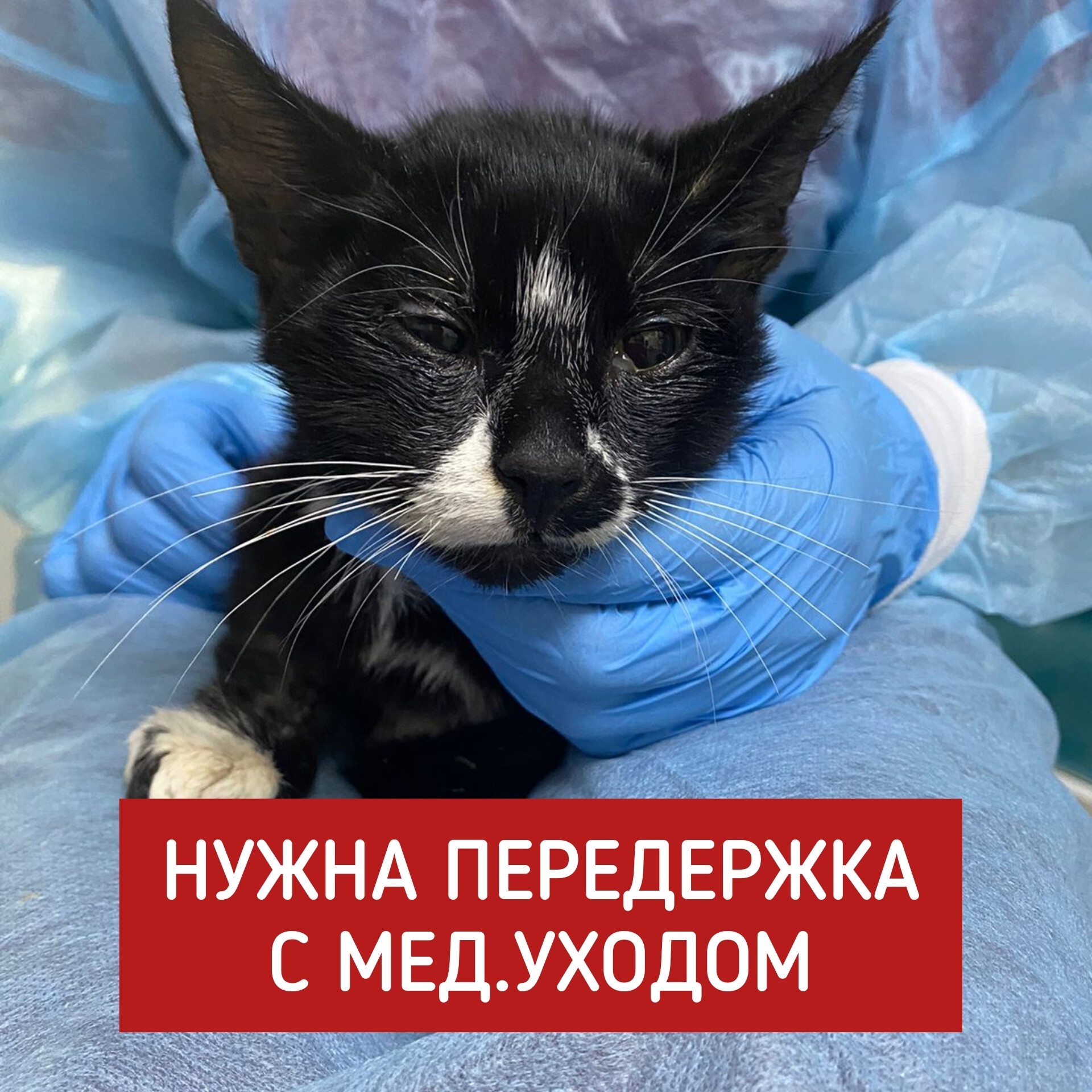 A kitten beaten by a flayer urgently needs foster care or a home! - Cat lovers, In good hands, Kittens, Fluffy, Veterinary, Animal Rescue, Homeless animals, cat, Pet the cat, Moscow, Volunteering, Overexposure, Shelter, Lost, Kindness, Longpost, Charity, Care, The rescue, Pets, No rating