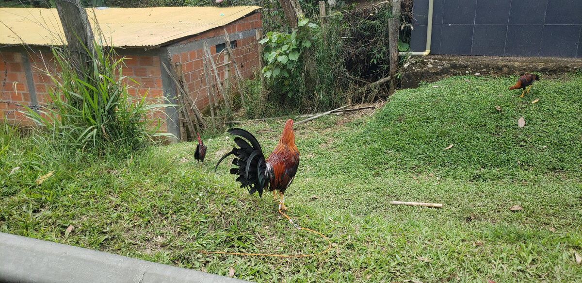 Solo cycling expedition across South America. Part 1 Colombia. Chapter 31. La Sierra - My, A bike, Travels, Solo travel, Bike trip, South America, Bike ride, Colombia, Road, The mountains, Andes, Longpost