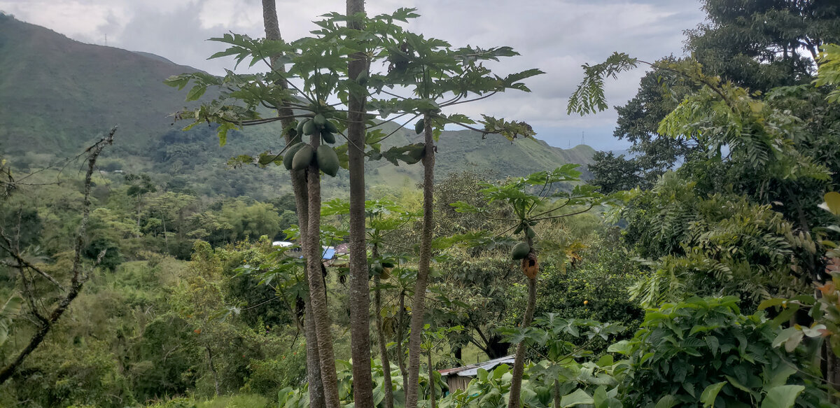 Solo cycling expedition across South America. Part 1 Colombia. Chapter 31. La Sierra - My, A bike, Travels, Solo travel, Bike trip, South America, Bike ride, Colombia, Road, The mountains, Andes, Longpost