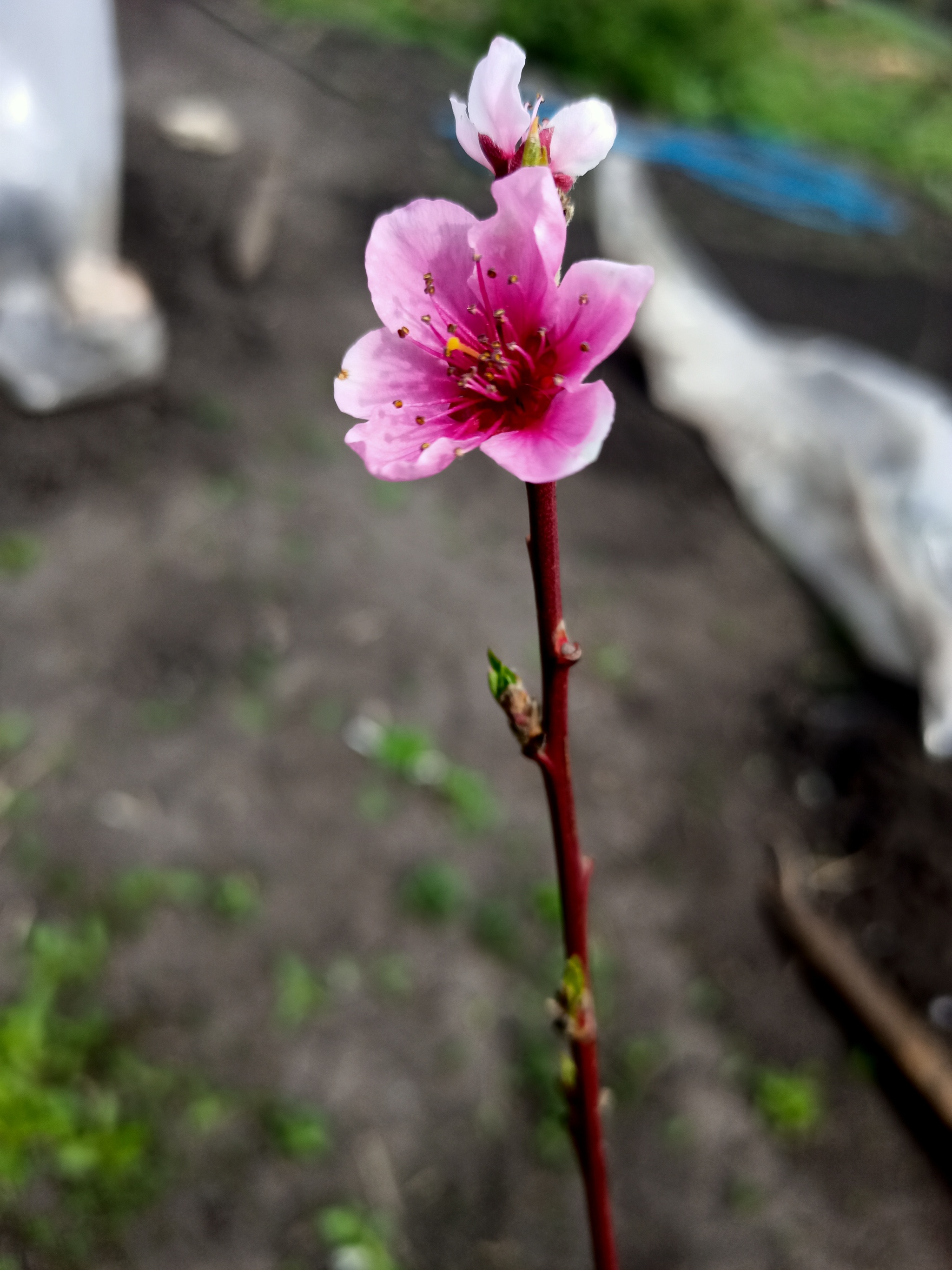 Morning - My, Mobile photography, The photo, Flowers, Spring, Longpost, Morning