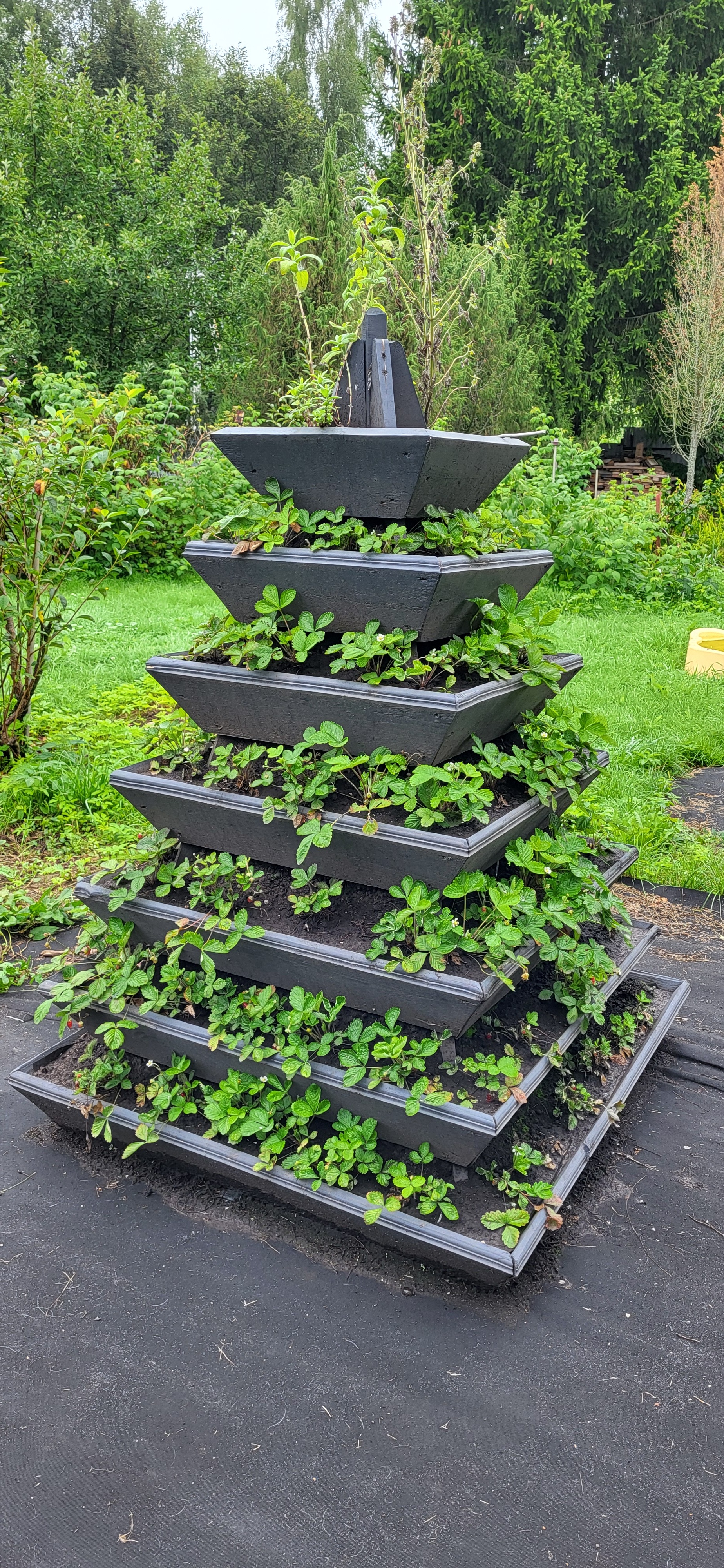 Vertical bed, my experience of use - My, Strawberry (plant), Strawberry, Dacha, Garden beds, Longpost