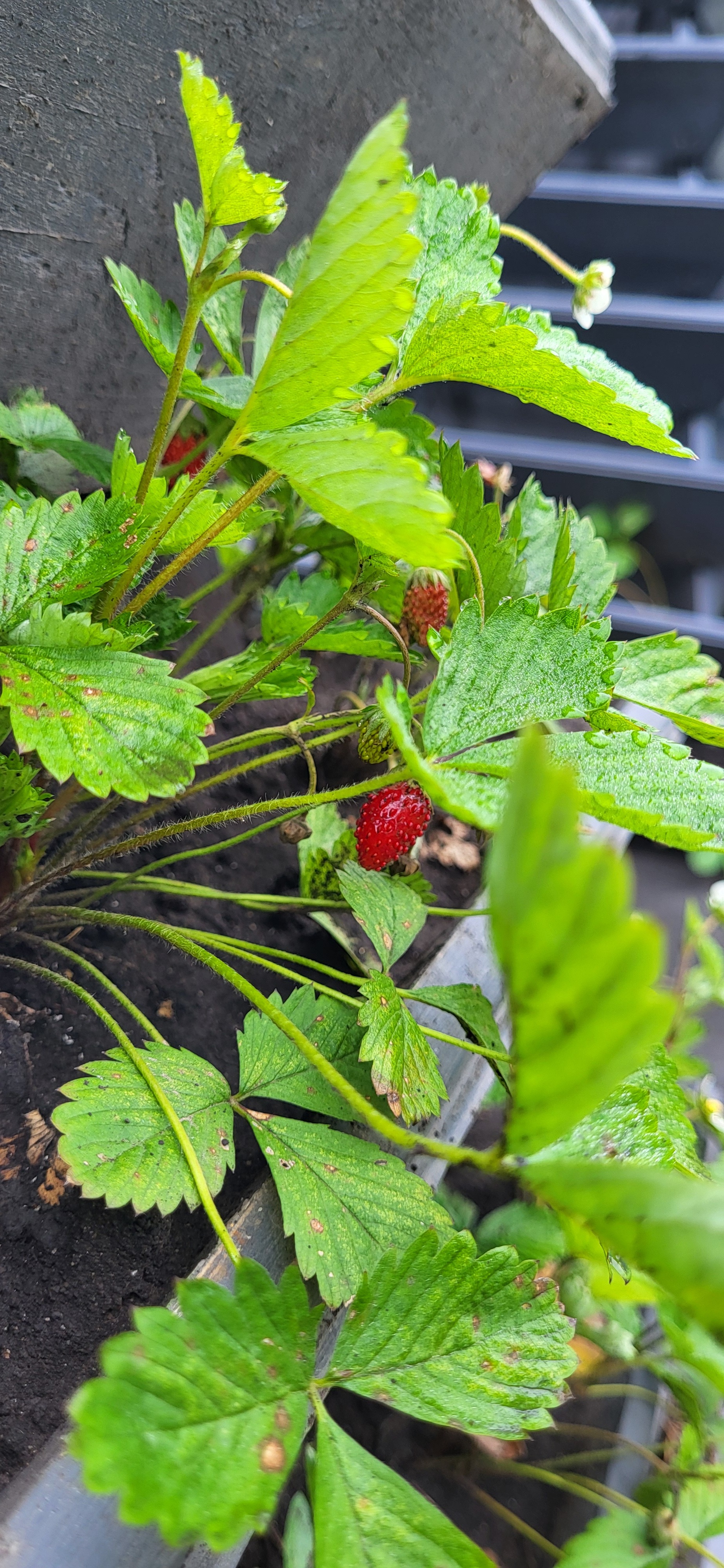 Vertical bed, my experience of use - My, Strawberry (plant), Strawberry, Dacha, Garden beds, Longpost