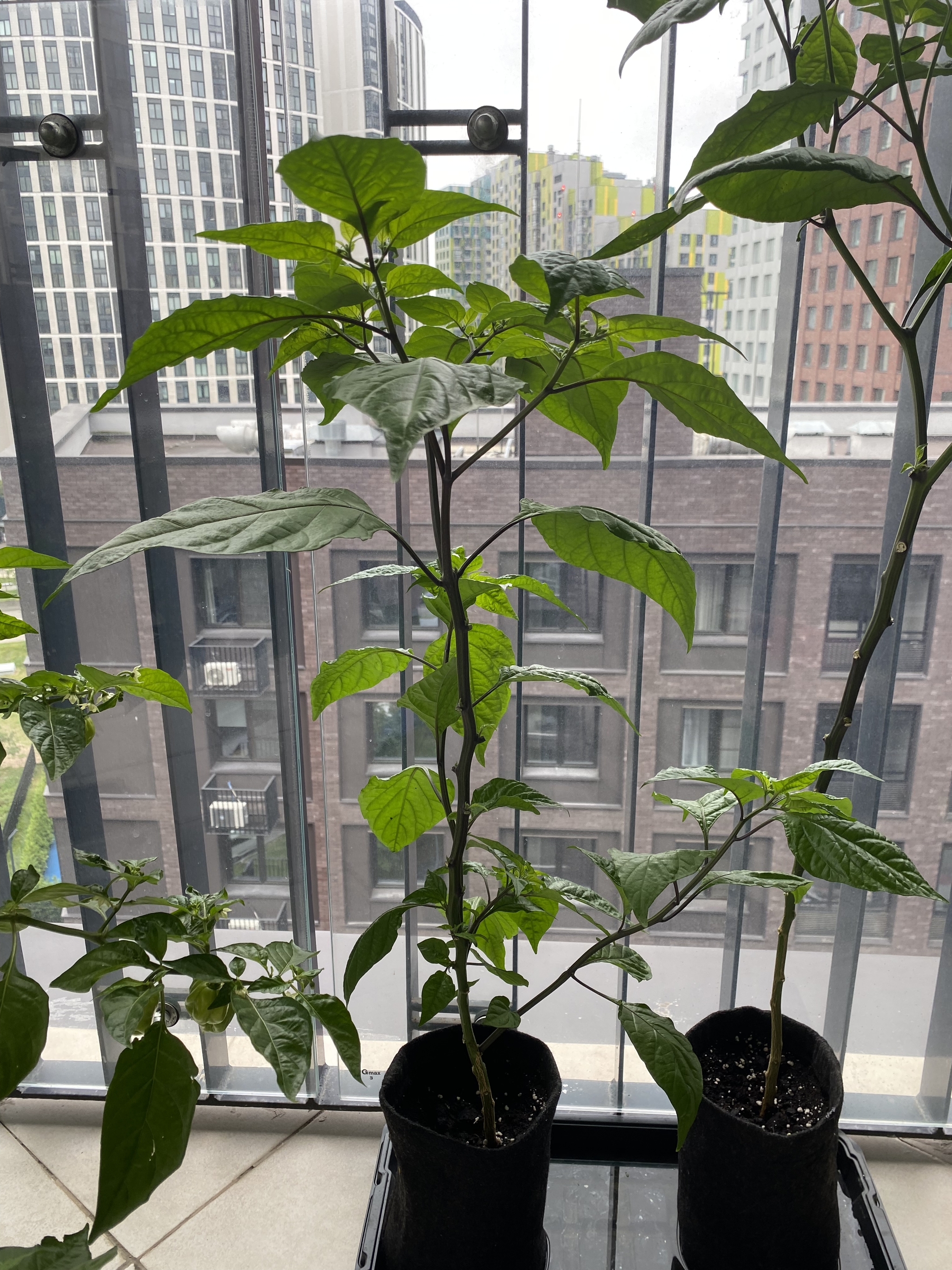 Peppers on the balcony - My, Habanero, Carolinian Reaper, Carolina Reaper, Chile, Hot peppers, Pepper, Chilli, Grover, Longpost