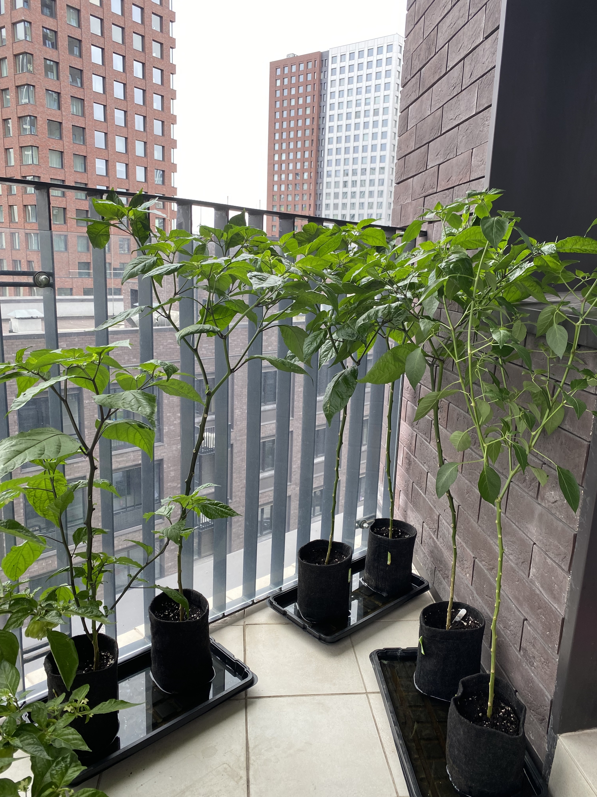 Peppers on the balcony - My, Habanero, Carolinian Reaper, Carolina Reaper, Chile, Hot peppers, Pepper, Chilli, Grover, Longpost